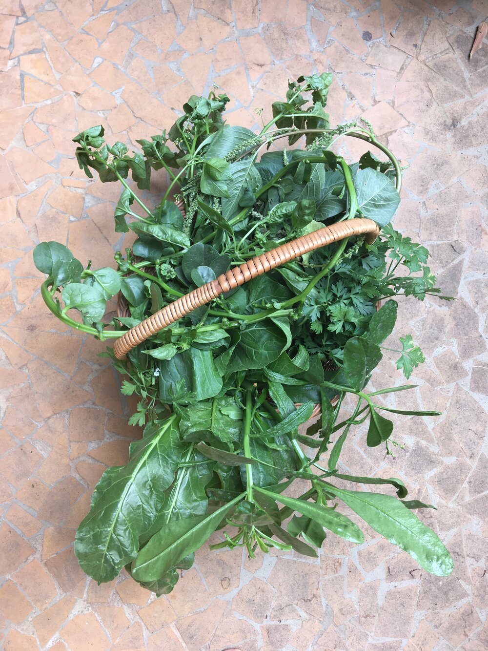  Greens are the easiest to get started with - here we have a mix of annuals, perennials and wild plants - Basella, Gongura, Parsley, Talinum, Basil, Wild Amaranth, Nightshade and Swiss Chard  