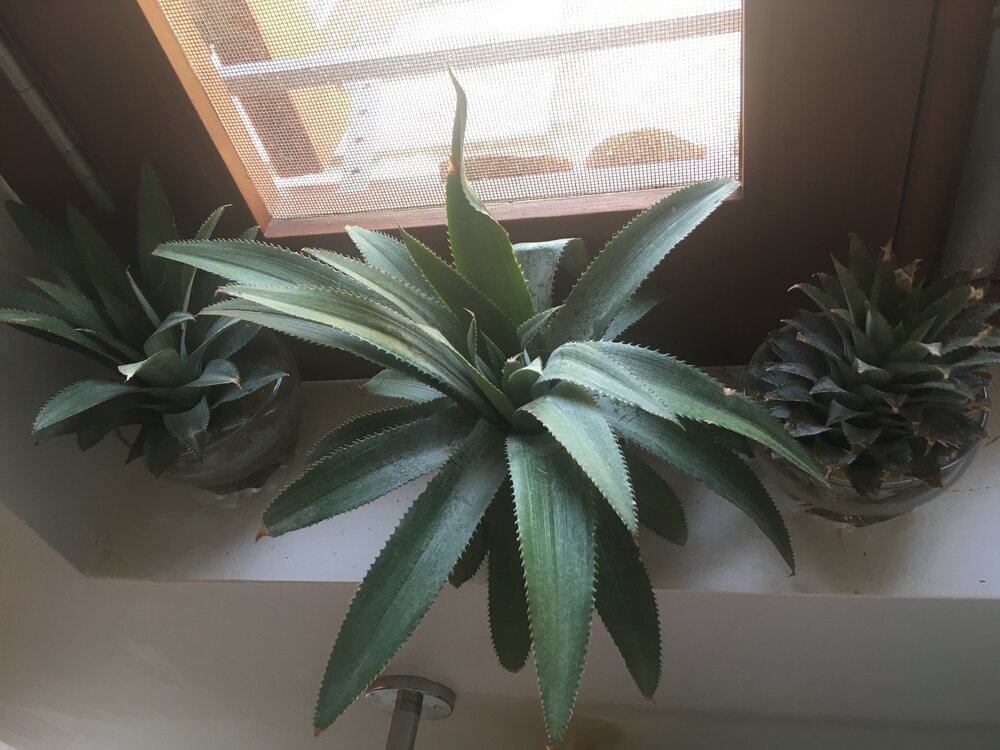  Pineapple tops rooting in water on a window sill. 
