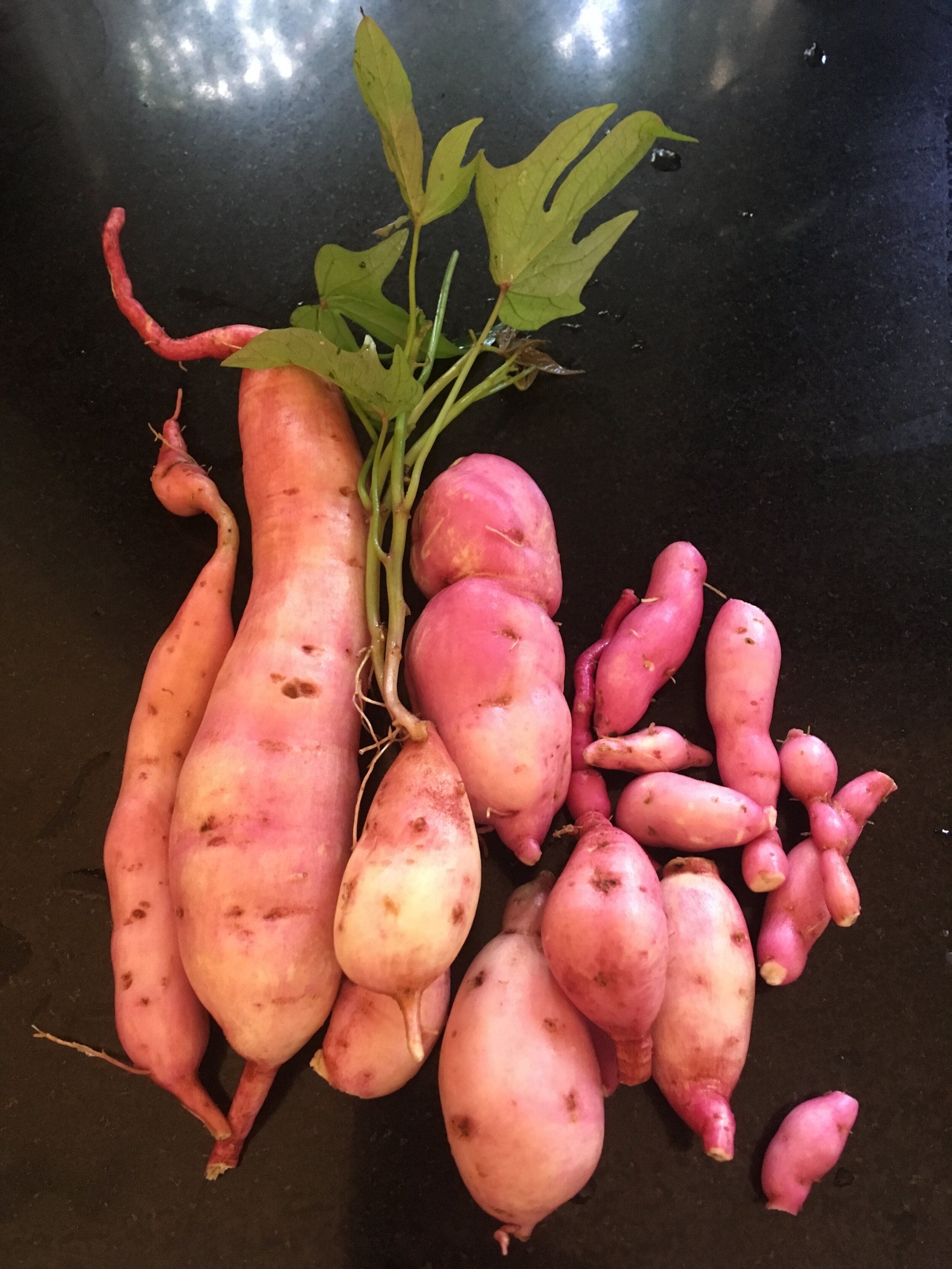  Sweet Potato is a fantastic hardy plant with edible leaves as well as tubers 