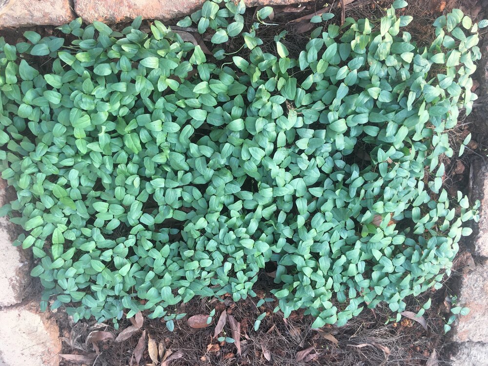  The tender leaves of most beans are edible - pictured here is a carpet of only 5 day old Cow Pea 