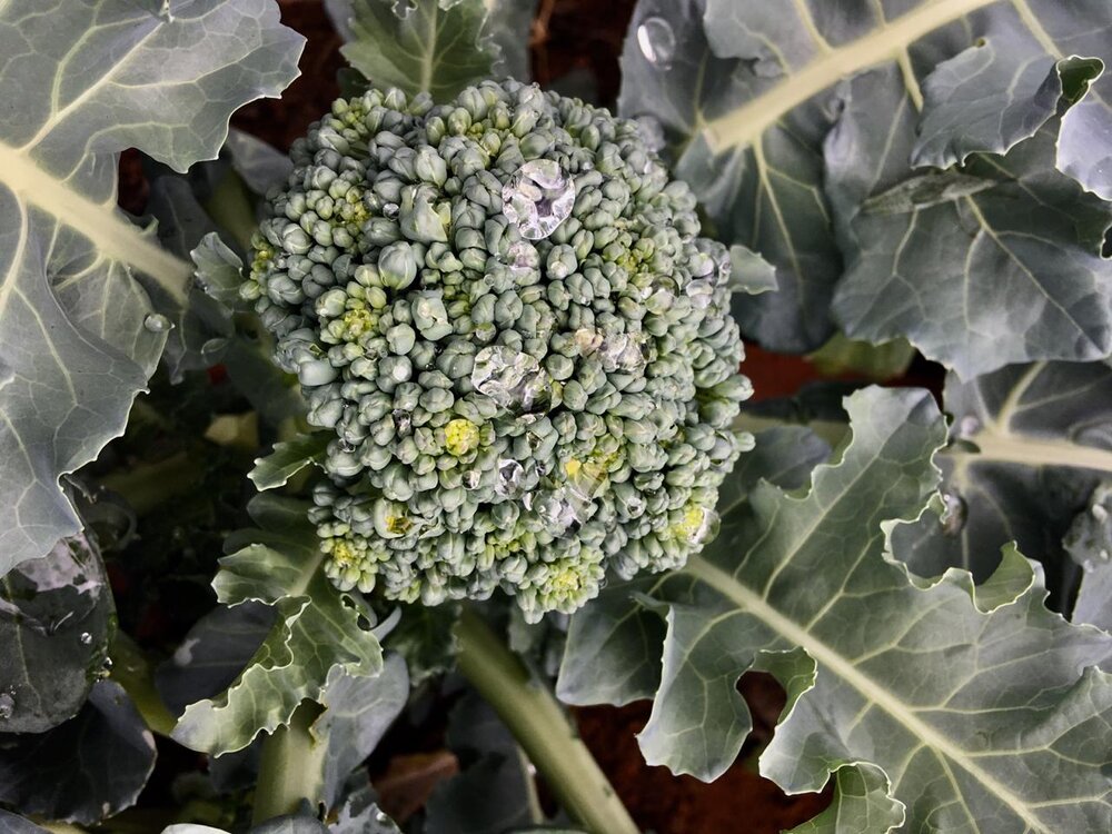  The leaves of Brassicas, such as Broccoli and Cauliflower, can also be eaten. 