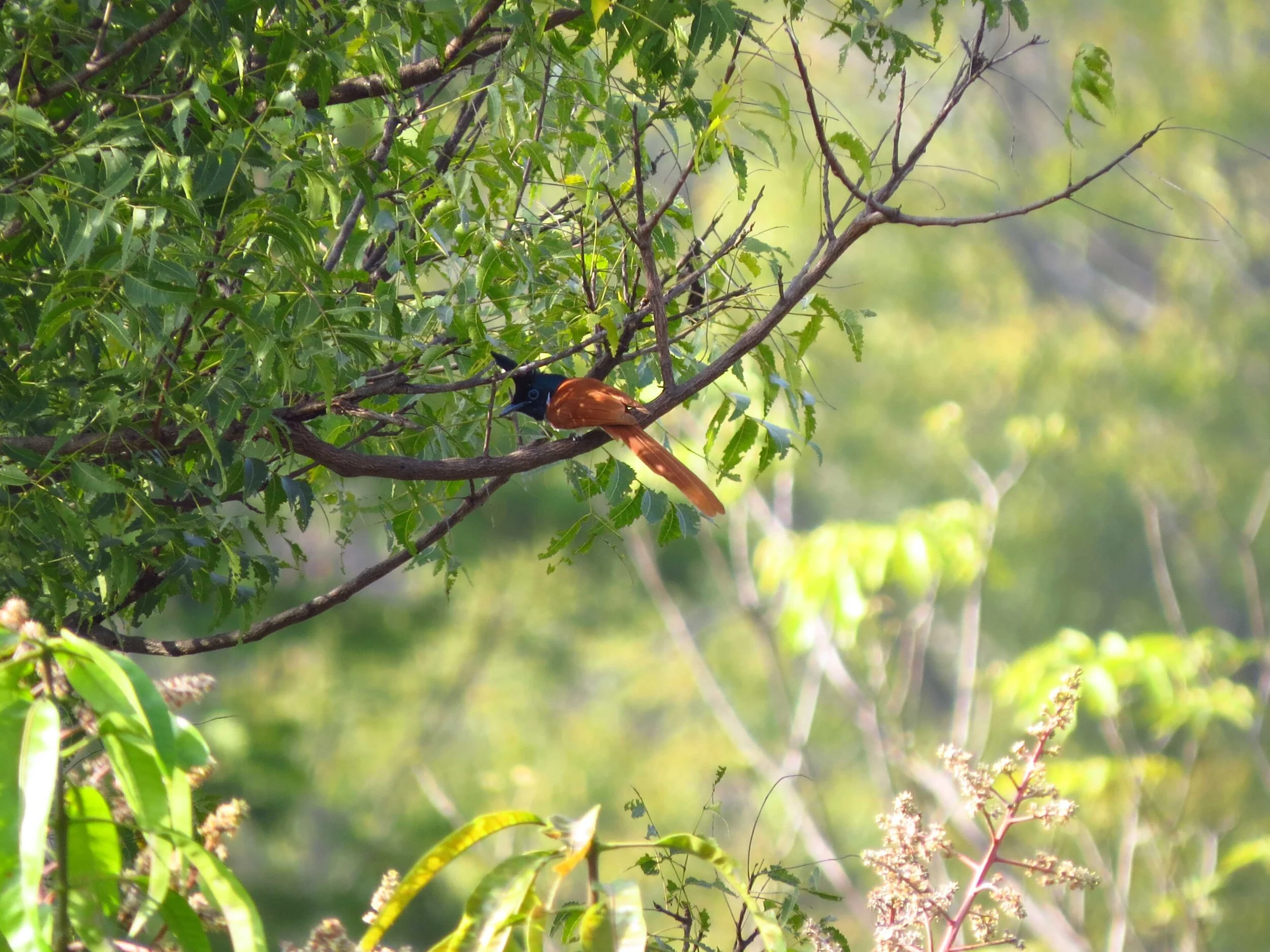Paradise Flycatcher.jpg