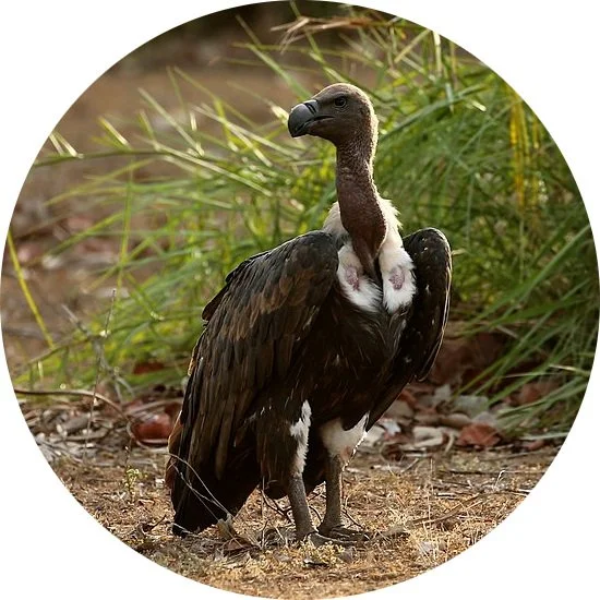 How cattle owners can help revive the near extinct Indian Vultures