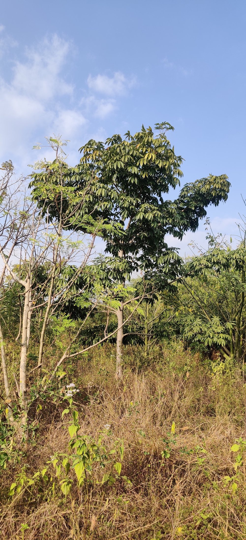 3 year old Bombax ceiba