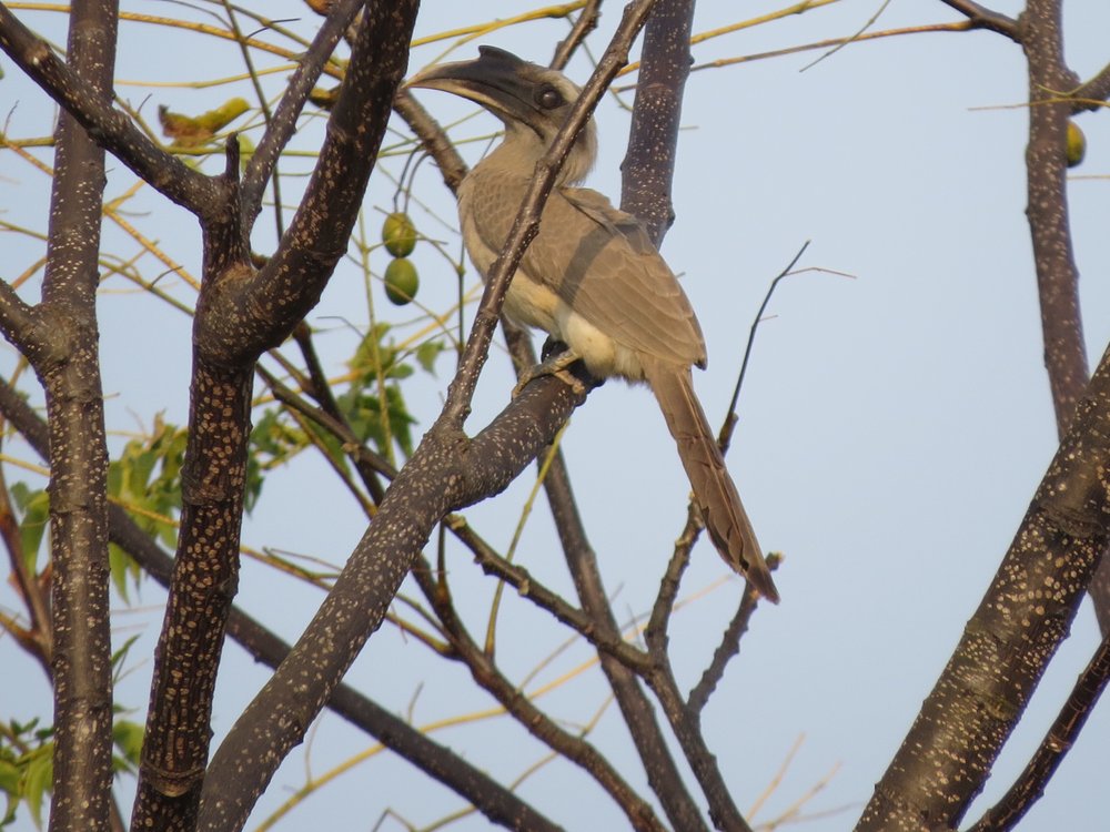 Grey hornbill