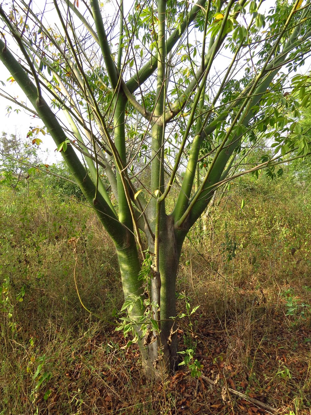 Ceiba pentandra’s young tree trunk contains chloroplasts for photosynthesis 
