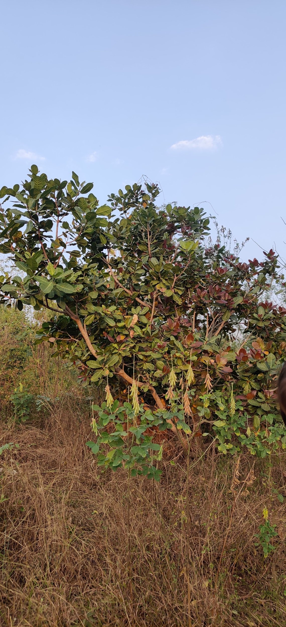 Semicarpus anacardim (a relative of cashew)