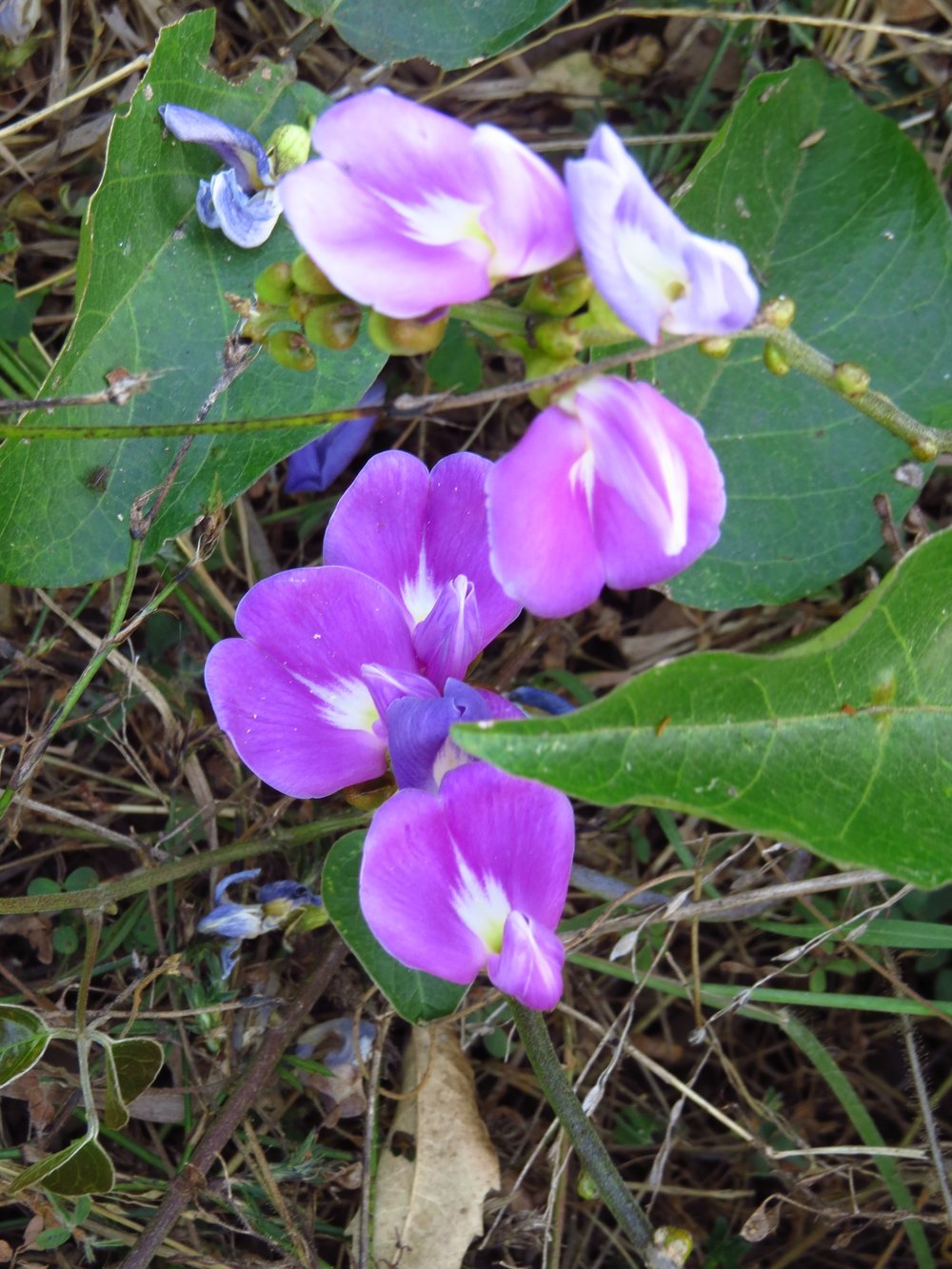 Canavalia rosea bean