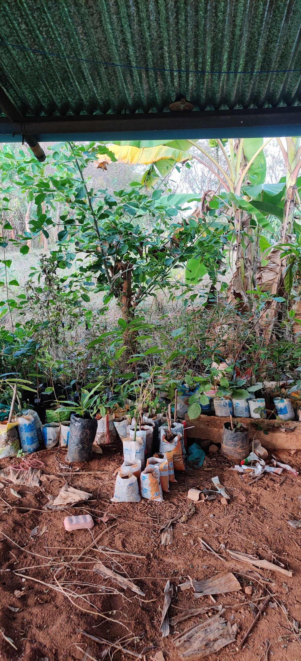 Native nursery