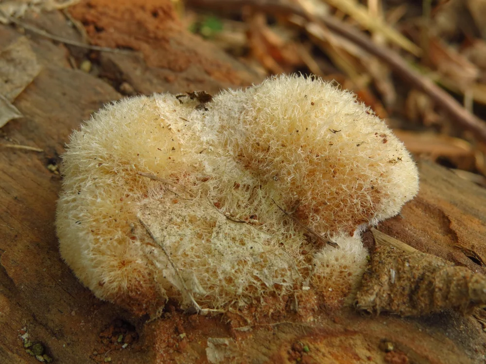 Fungi