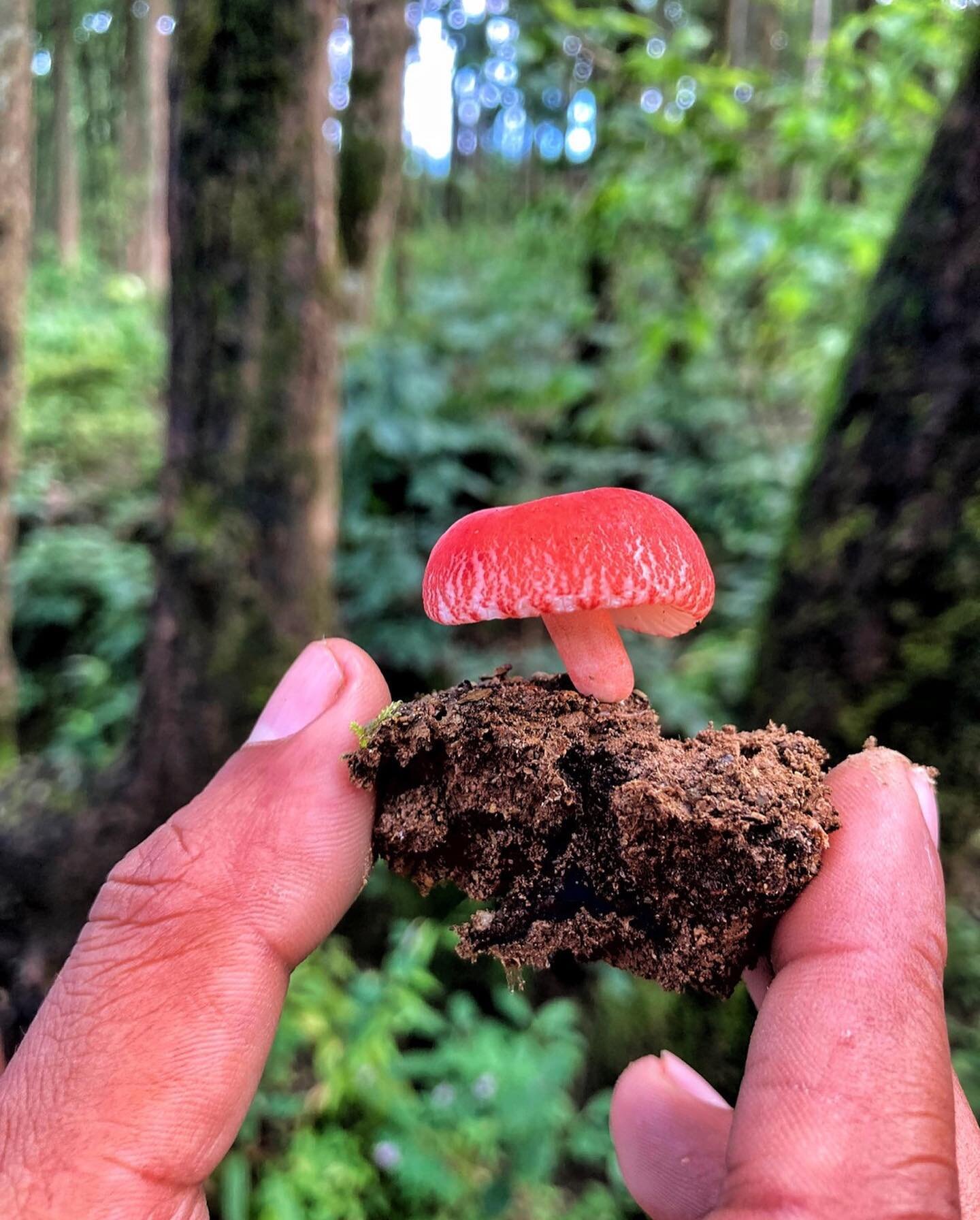 Happy World Fungus Day!! 🍄
We're thrilled to be a part of this  mycelial community. Wishing everyone rich forest soil, lots of fruiting bodies and new discoveries of the mysterious of mama mycelium this year!

1 - Russula sp. (Uttarakhand)

2 - Tram