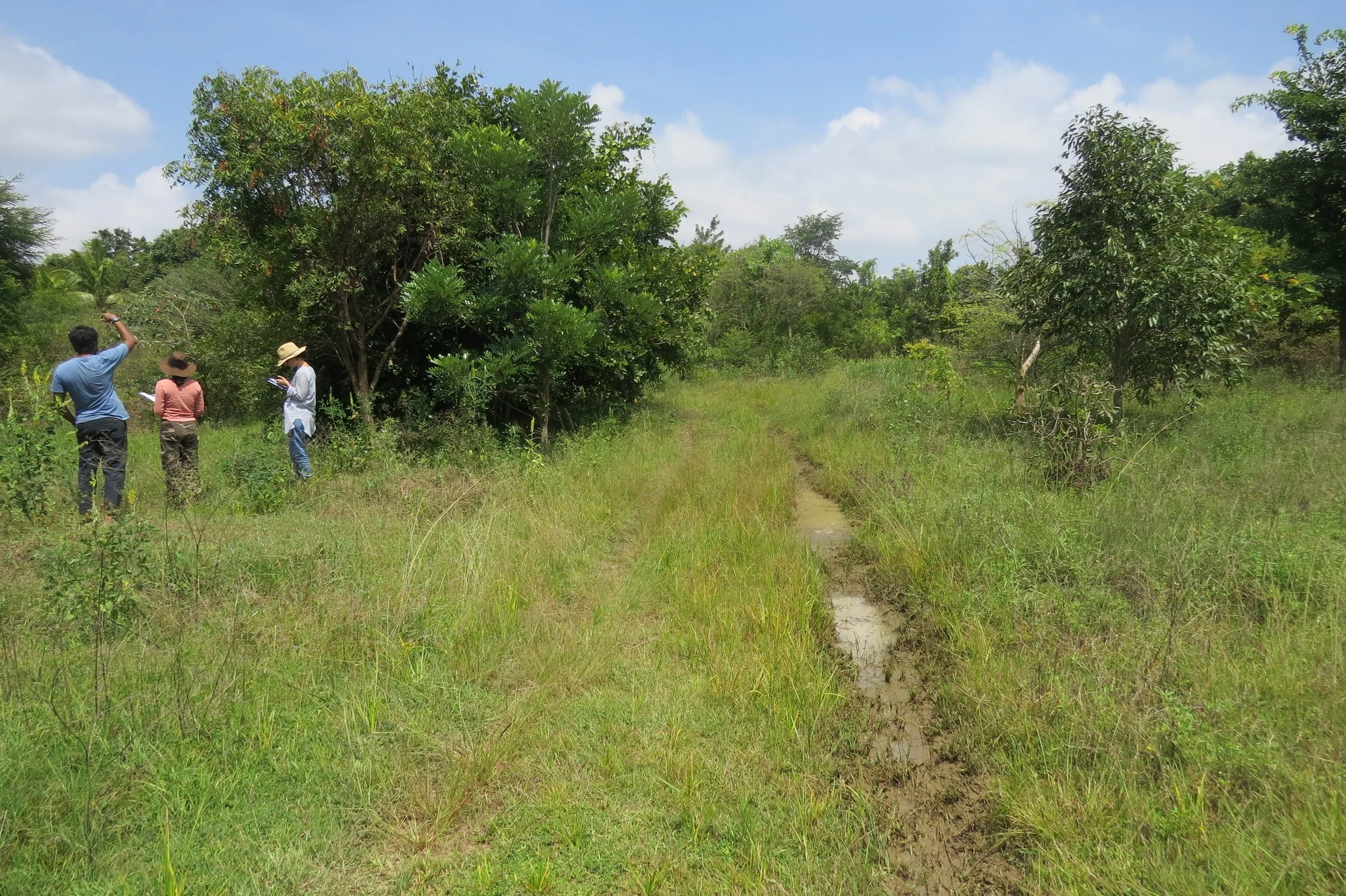 Flooding along the road within the land