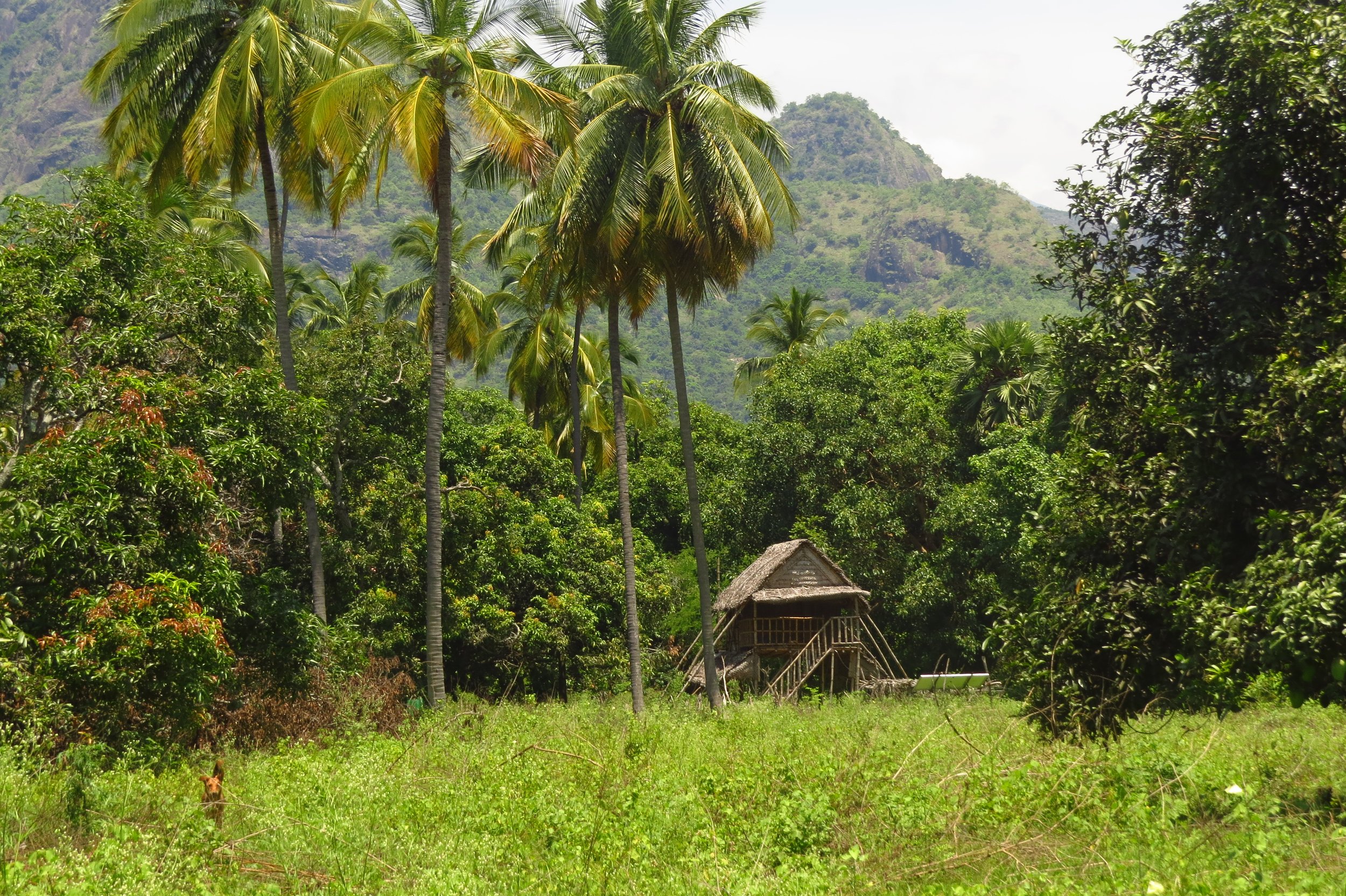Site, coconut trees, bamboo hut and Palani hills