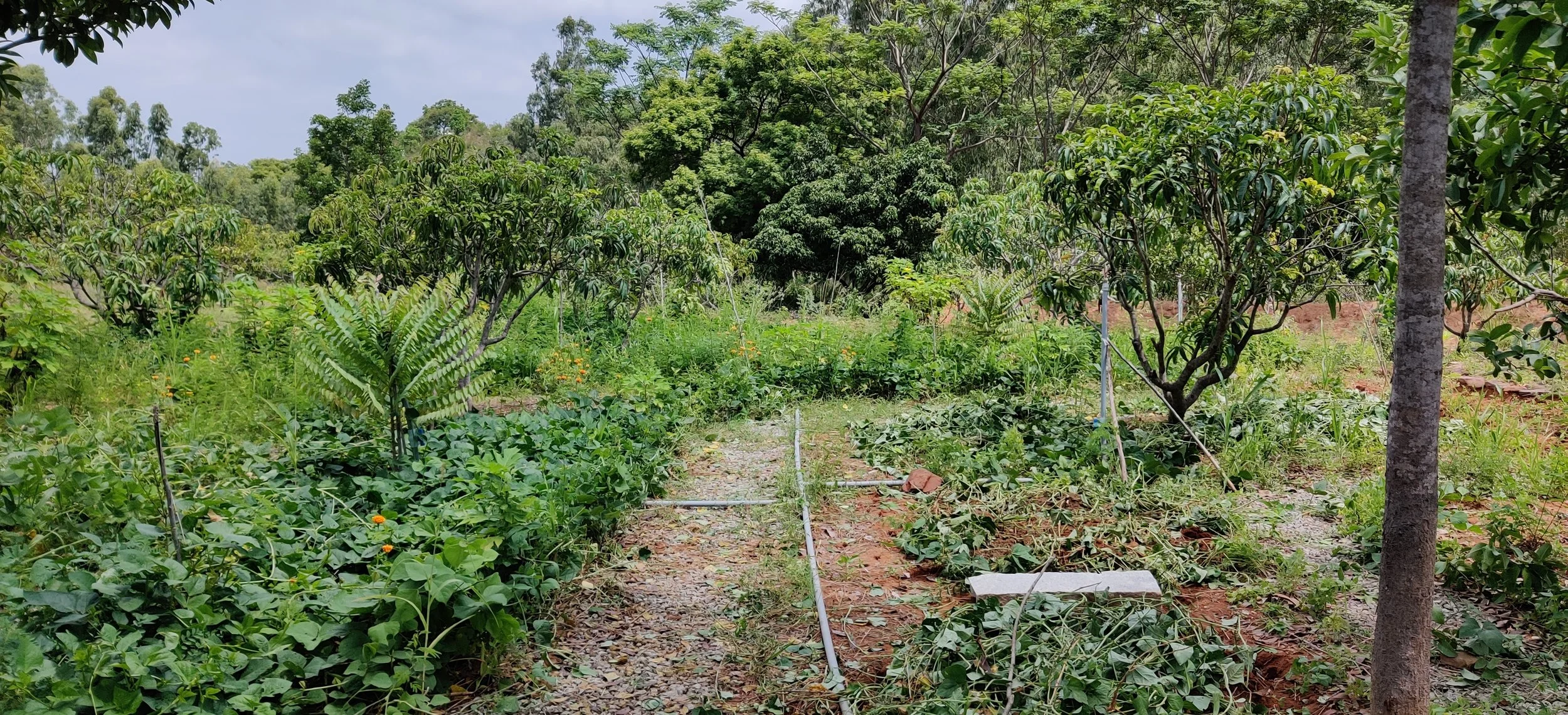CTP Agroforestry.JPG
