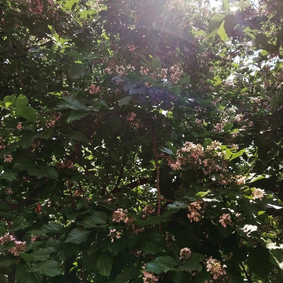ಹೊಂಗೆ ಮರದ ನೆರಳು ಯಾವಾಗಲು ತಂಪು! 
It is always cool under the Hongai tree!

Hongai is deeply rooted in the imagination of tropical dry landscapes. You are sure to meet one along a street, in a home garden, the edge of a field or in their natural habitat