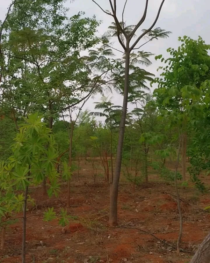 Pure joy here at the nursery today, watching the build up in the sky!

Trees, plants, forests, electricity, thunder, rain, monsoon - a story much older than us, and deeply interconnected. 

These are some pictures of the land that is under restoratio