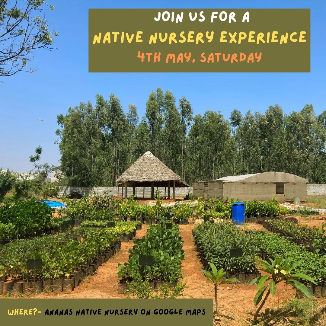 The Native Nursery Experience

Come join us at the nursery on 4th May, Saturday for an outdoor afternoon!
 
Exploration, walks, discussions and practice.

This is for anyone who would like to learn about and engage with the natural world. Focus will 