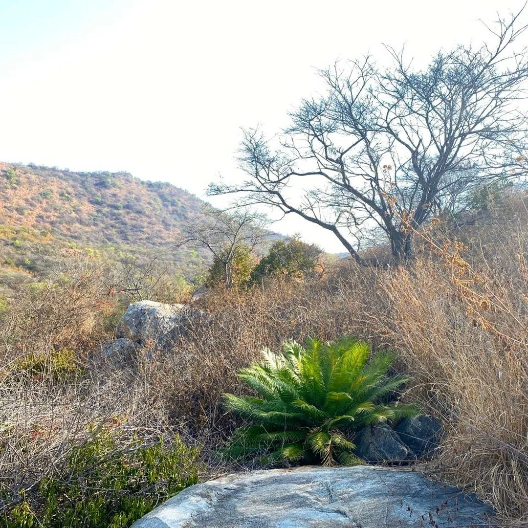 An ode to the dry landscapes that give life and seed to our nursery.&nbsp;

This intensely hot and dry period is significant in the life of deciduous plants as they prepare&nbsp;for the on-coming monsoon. Though the landscape may look overwhelmingly 