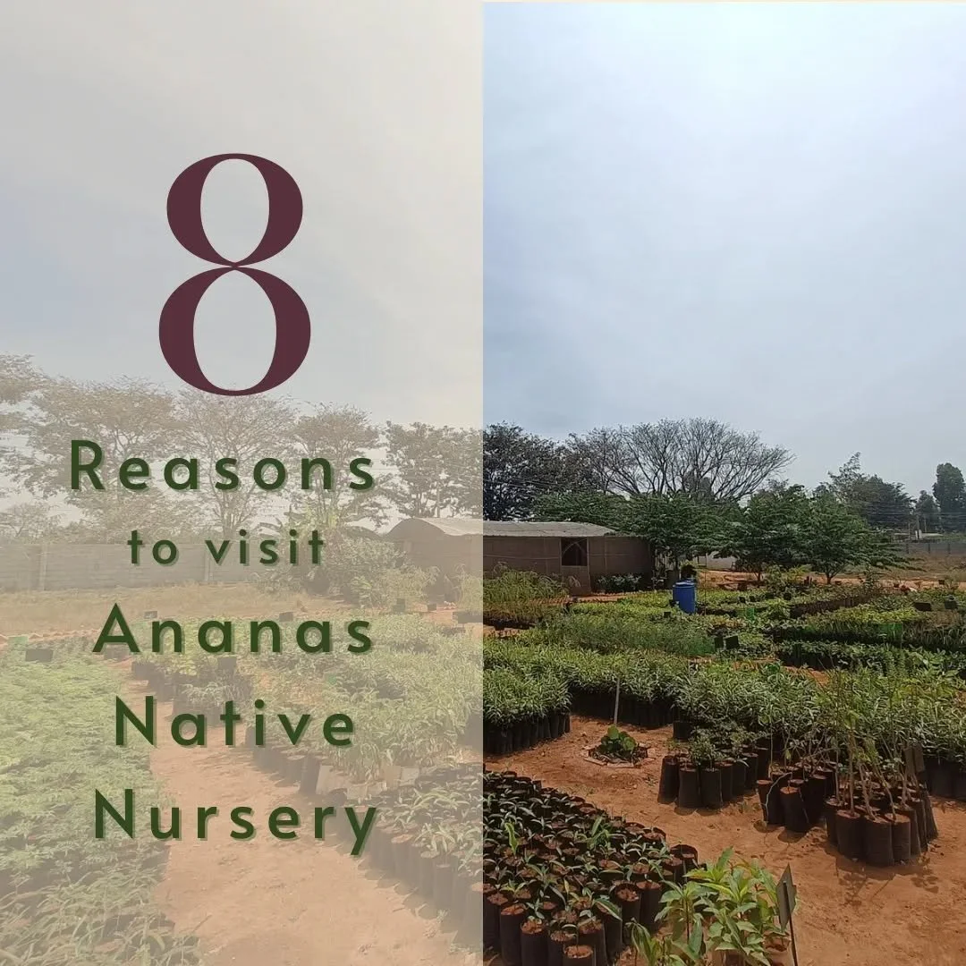 Come off :)

Ananas Native Nursery is open all week from 9-5, but if you'd like to meet us we're there on Tuesdays and Thursdays!

Looking forward to meeting you all 🌱

#nativenursery #planting #nativeflora #earthworks #landdesign #permaculture #per