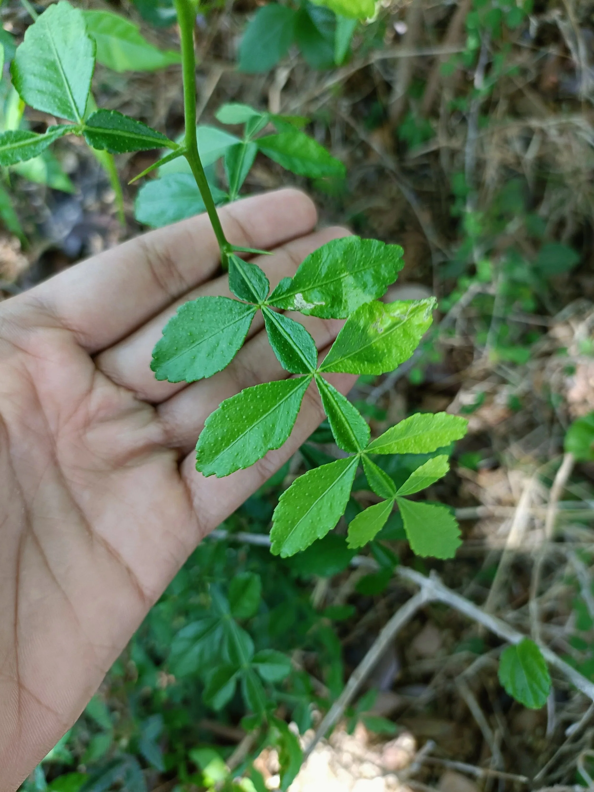 Naringi crenulata (Tooth - Lead Limonia)