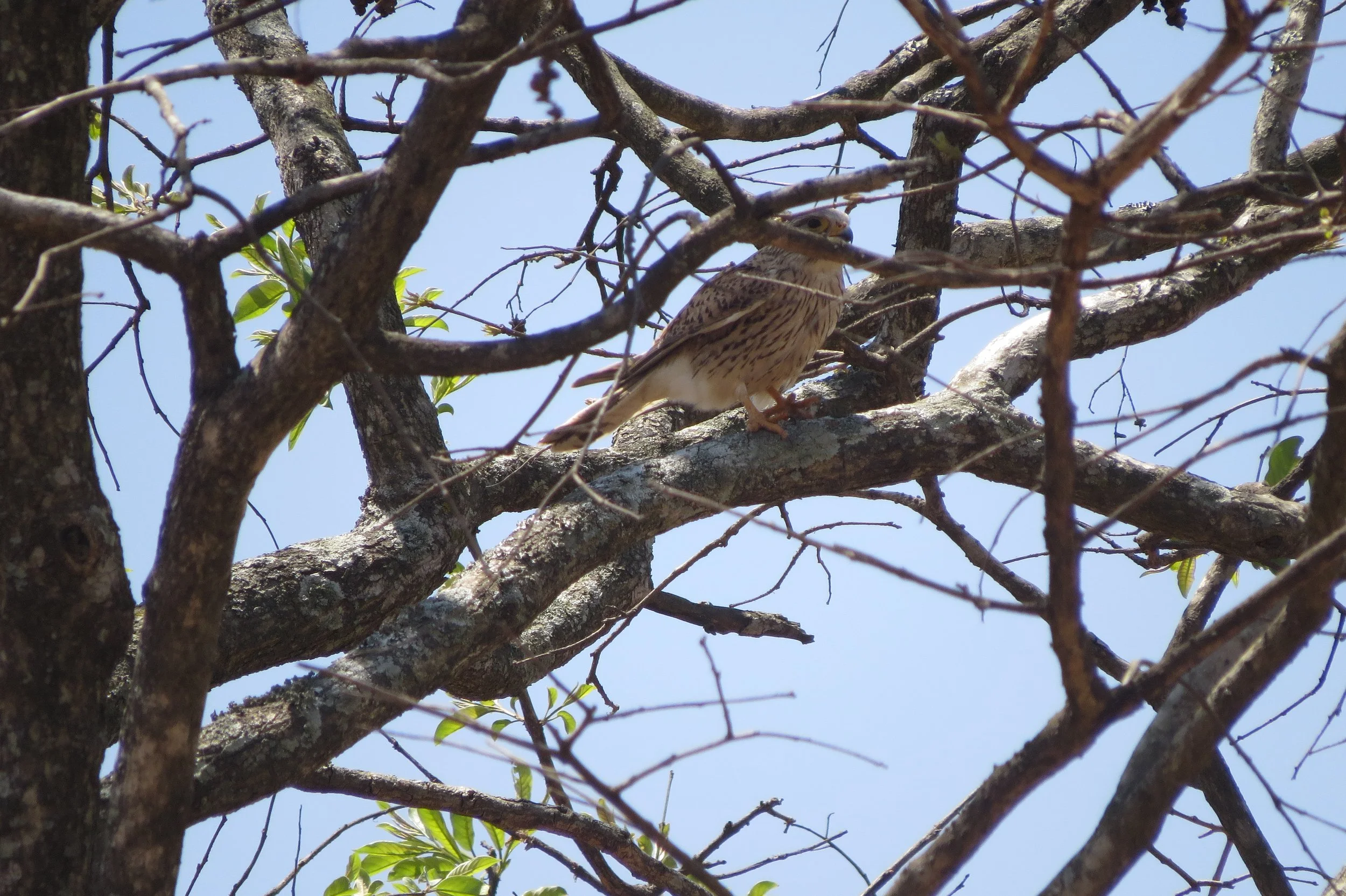  Tachyspiza virgata (Besra)