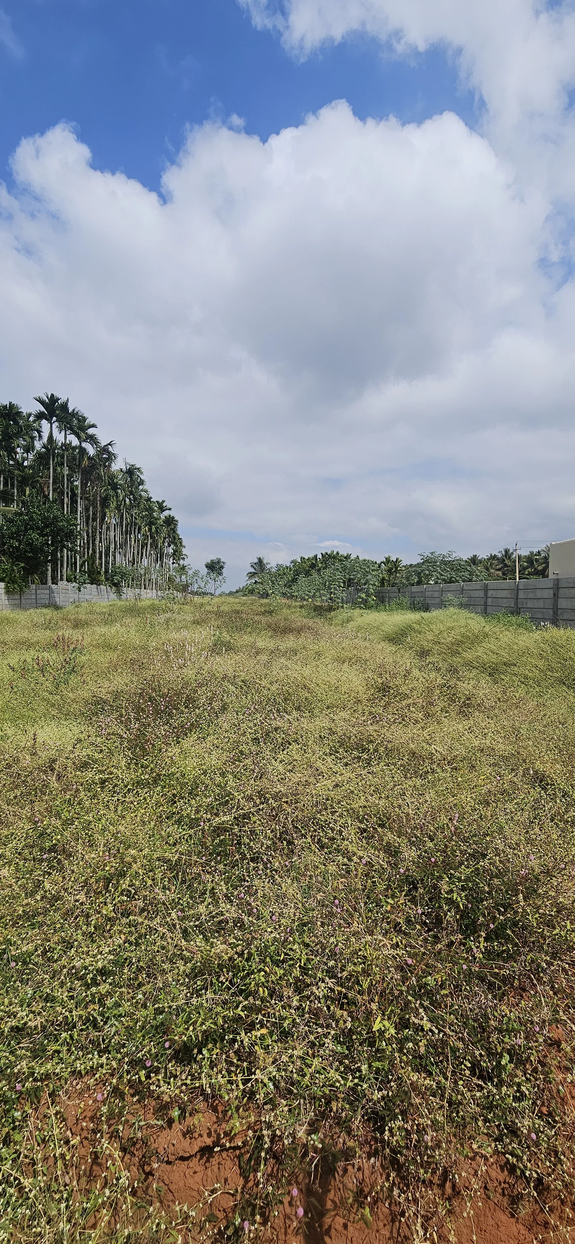 Alternanthera takes over