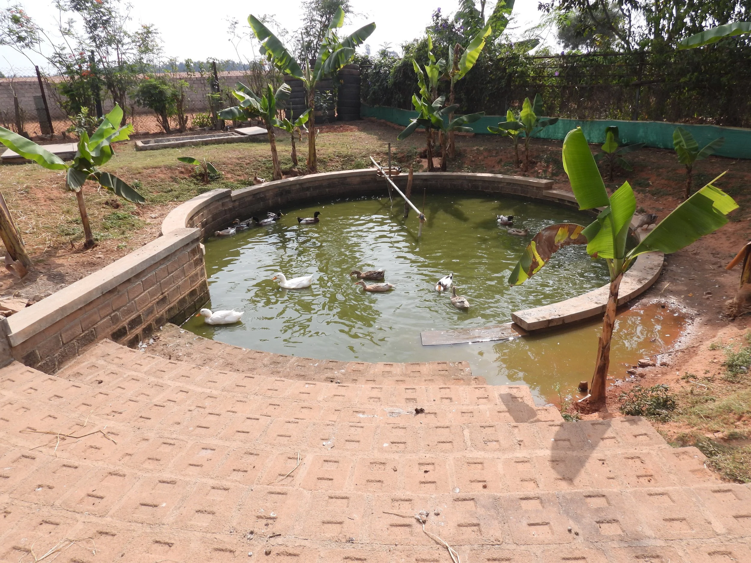 A pond that captures storm water and runoff from animal sheds, linked to a fertigation system (designed and executed by the client)