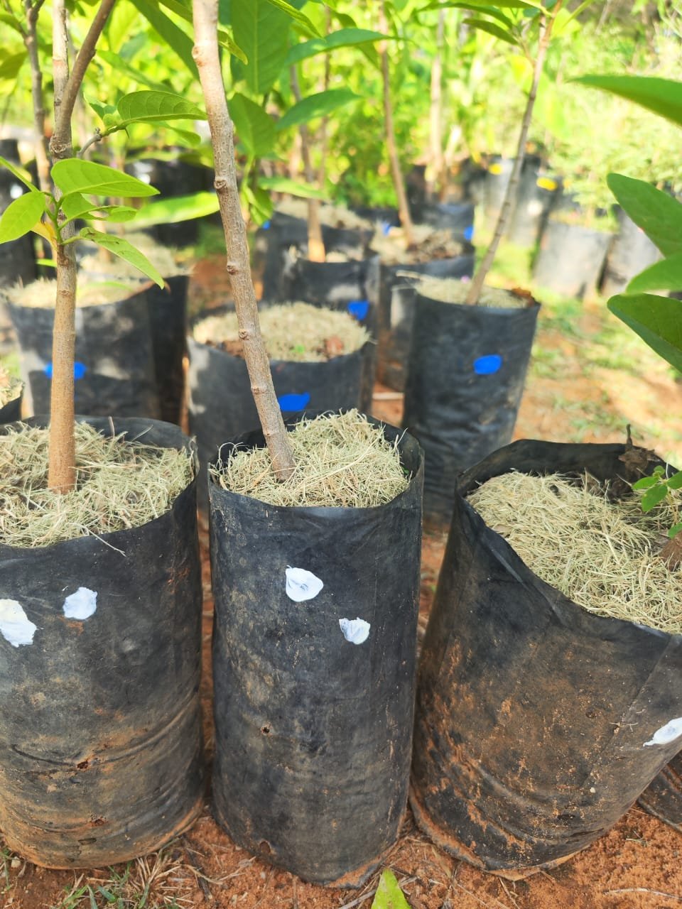 Over 3000 saplings marked according to one of the 5 planting zones 