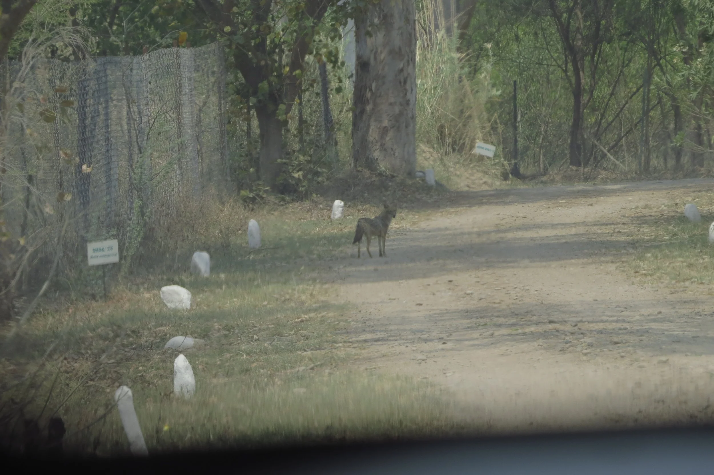 Golden jackal (in reference site)