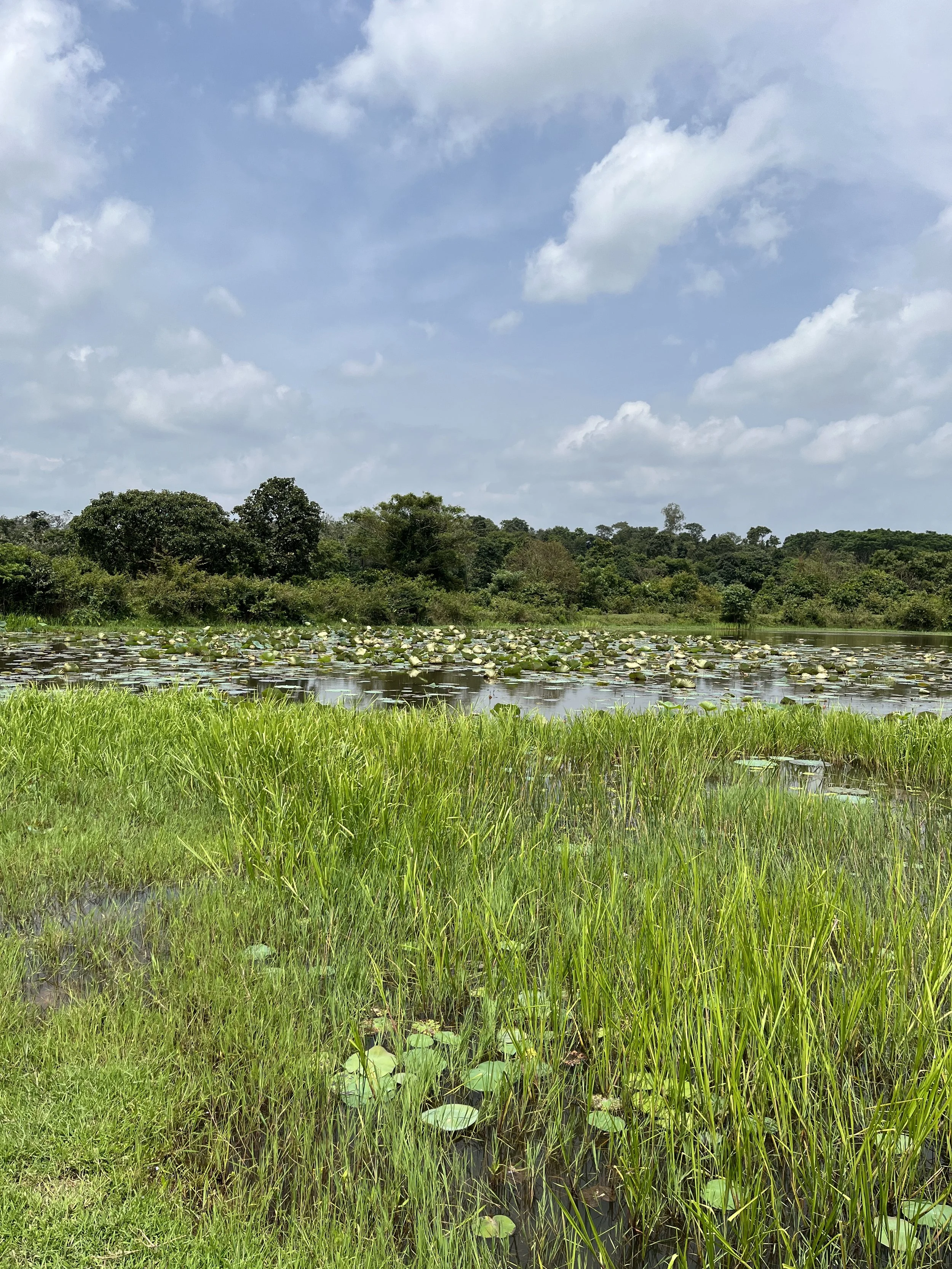 Wetland and pond adjoining the site