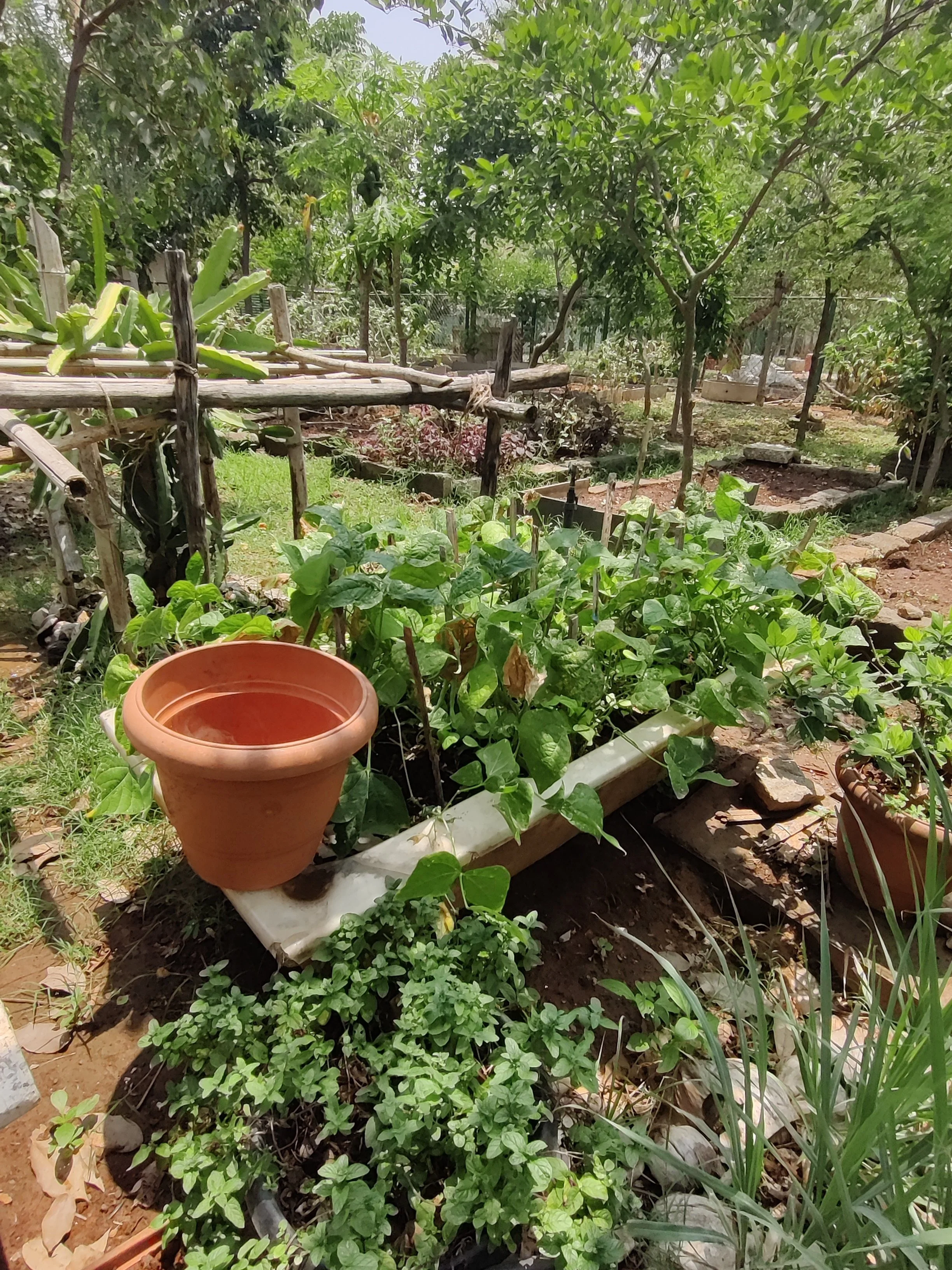 vegetable garden