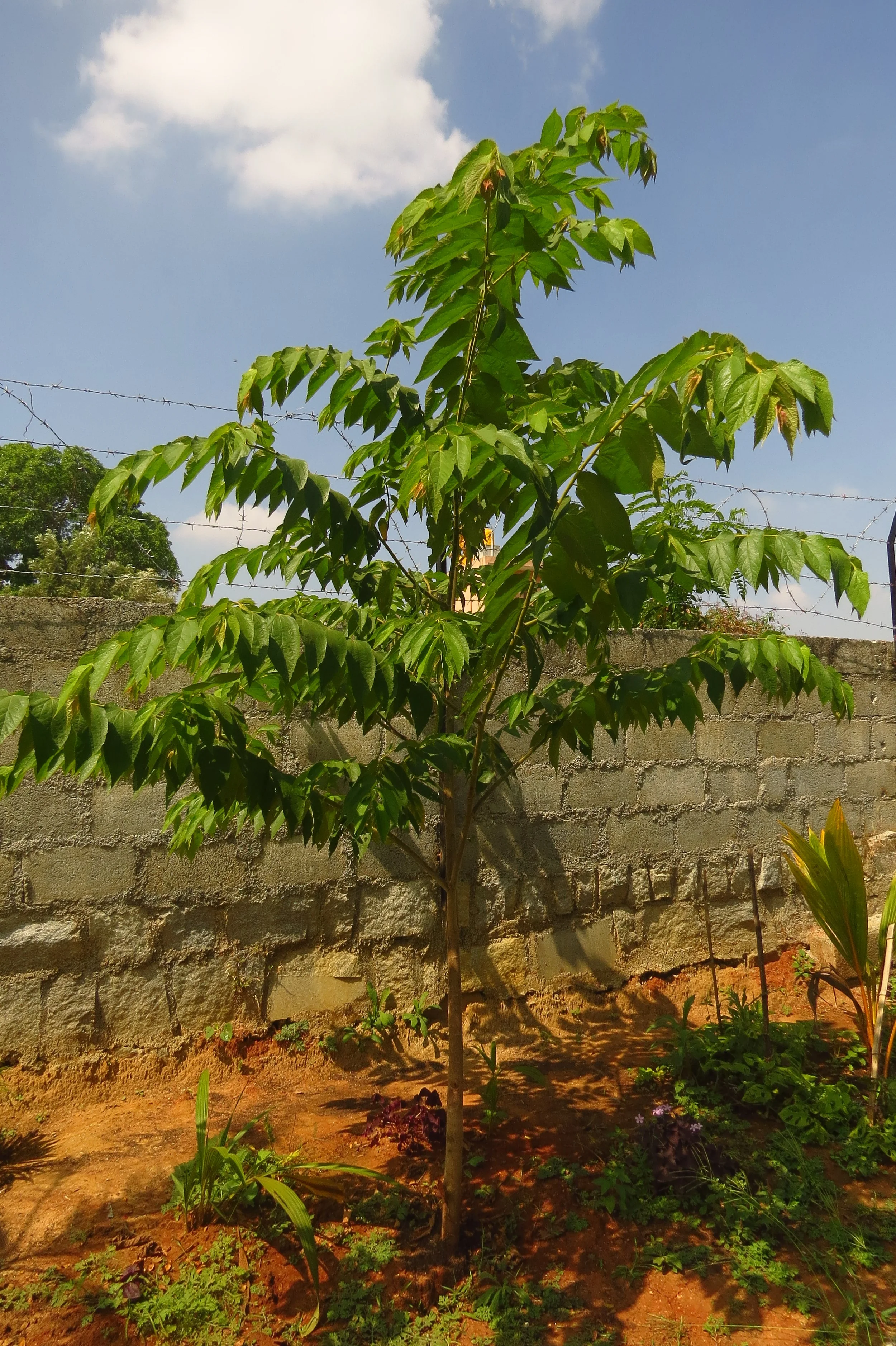 Living fence planting