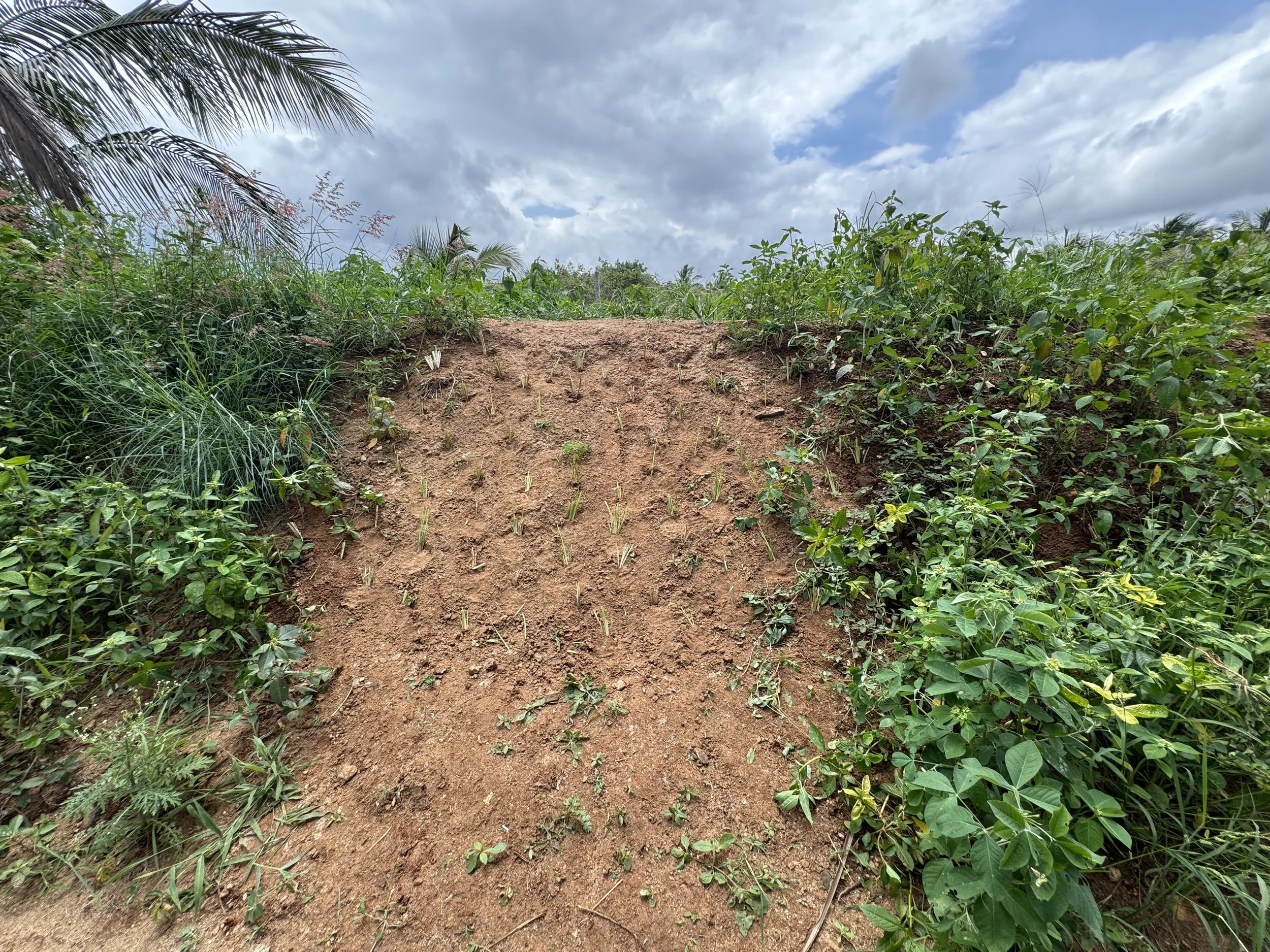 Vetiver planting on outer edge of repaired Pond 2 bundh