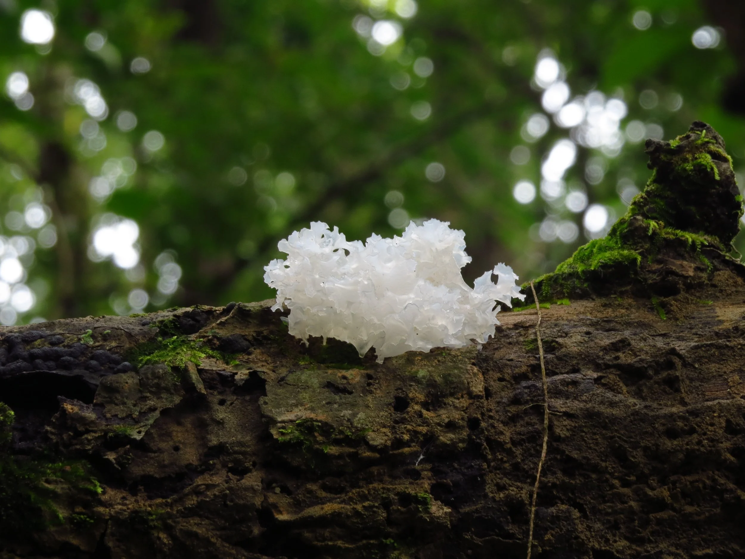 Jelly fungus