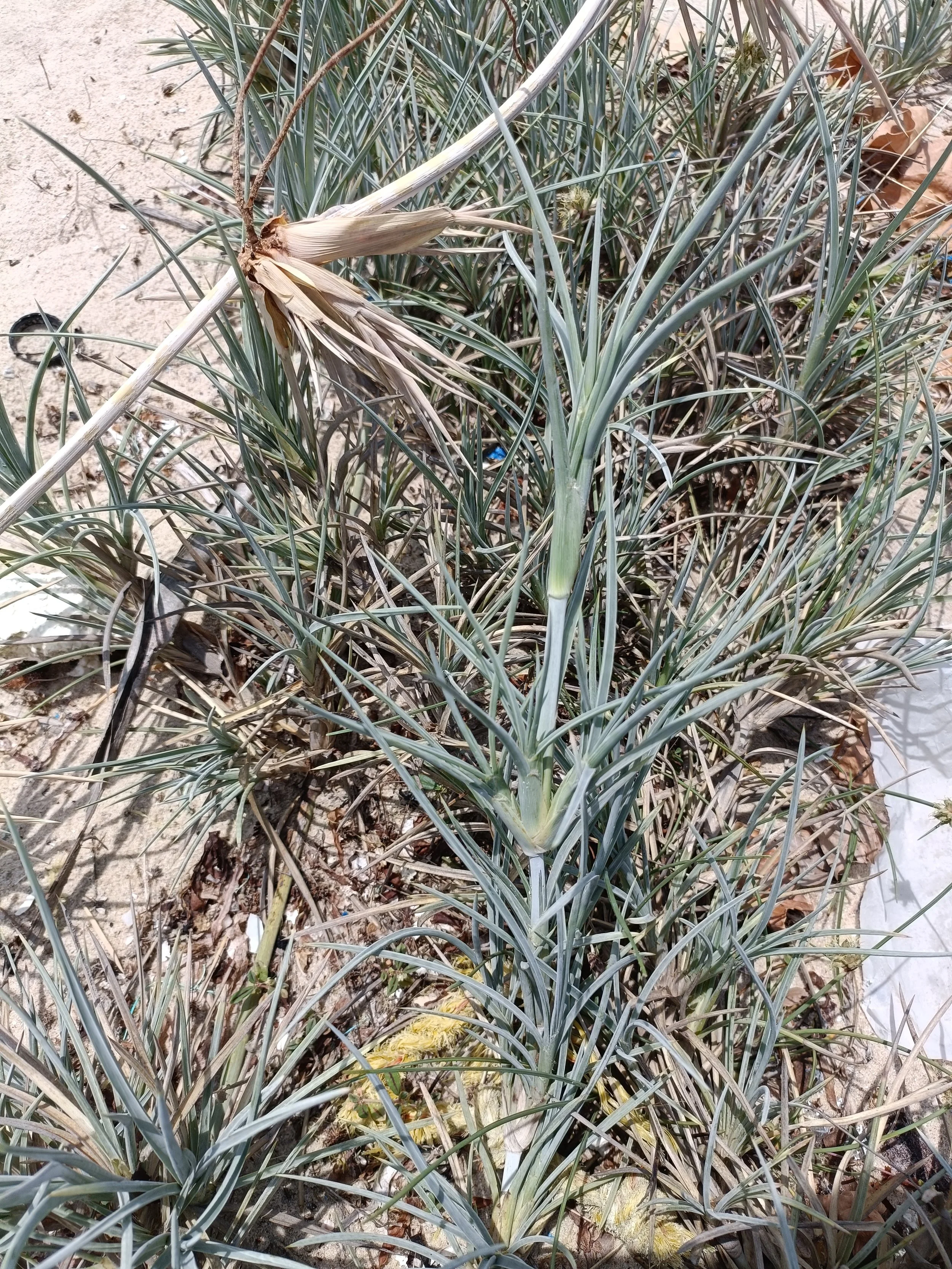 Spinifex for northern fence