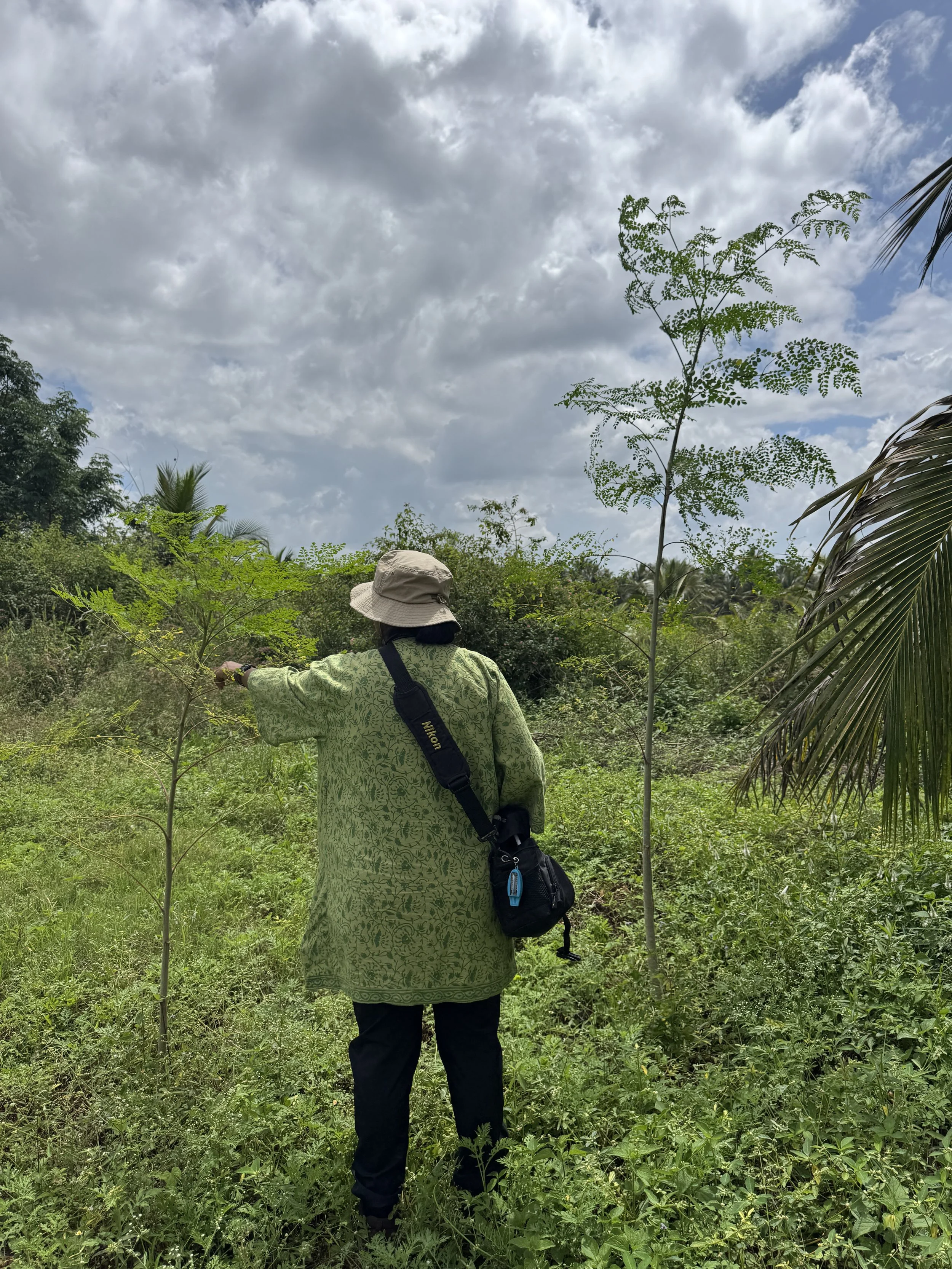 Growth of Moringa oleifera (drumsticks) on the AirBnB terrace