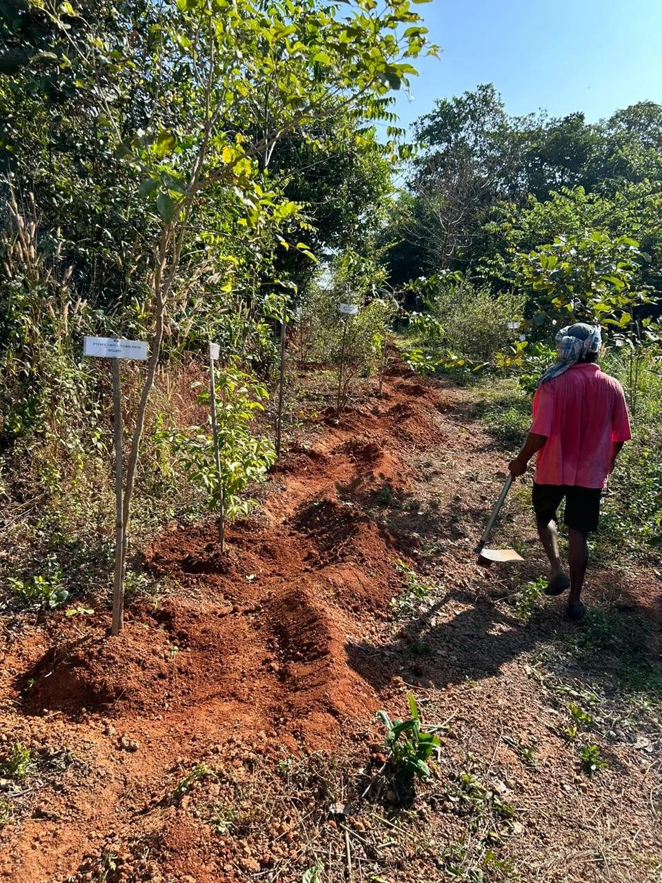 Boomerangs for Wild zone species