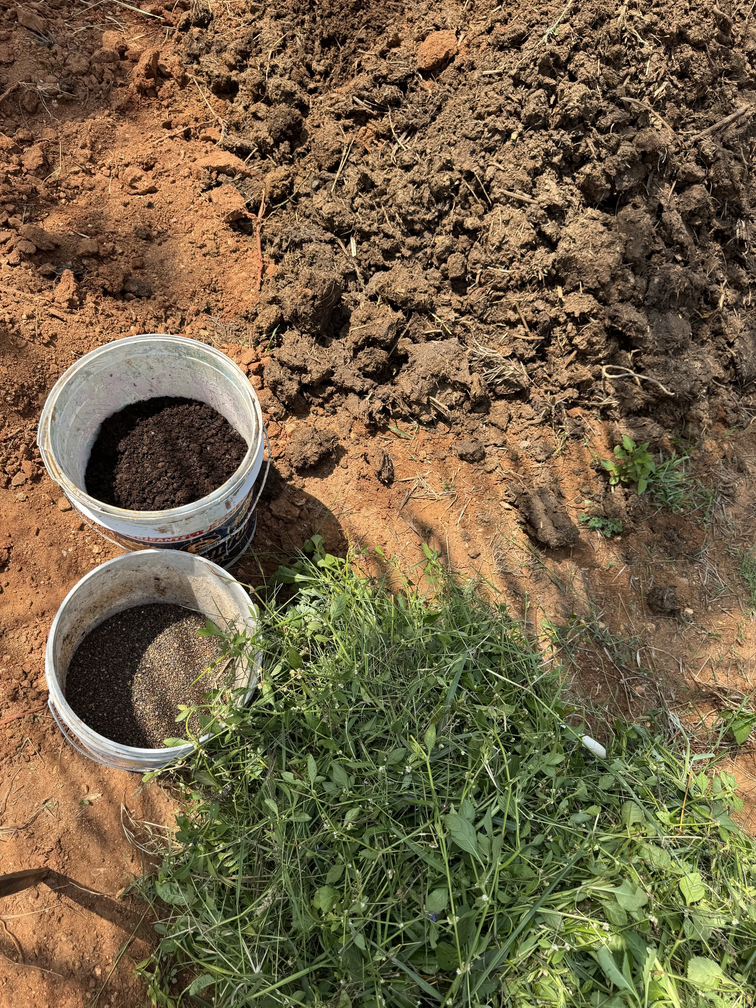 Pits being prepared two months in advance of planting