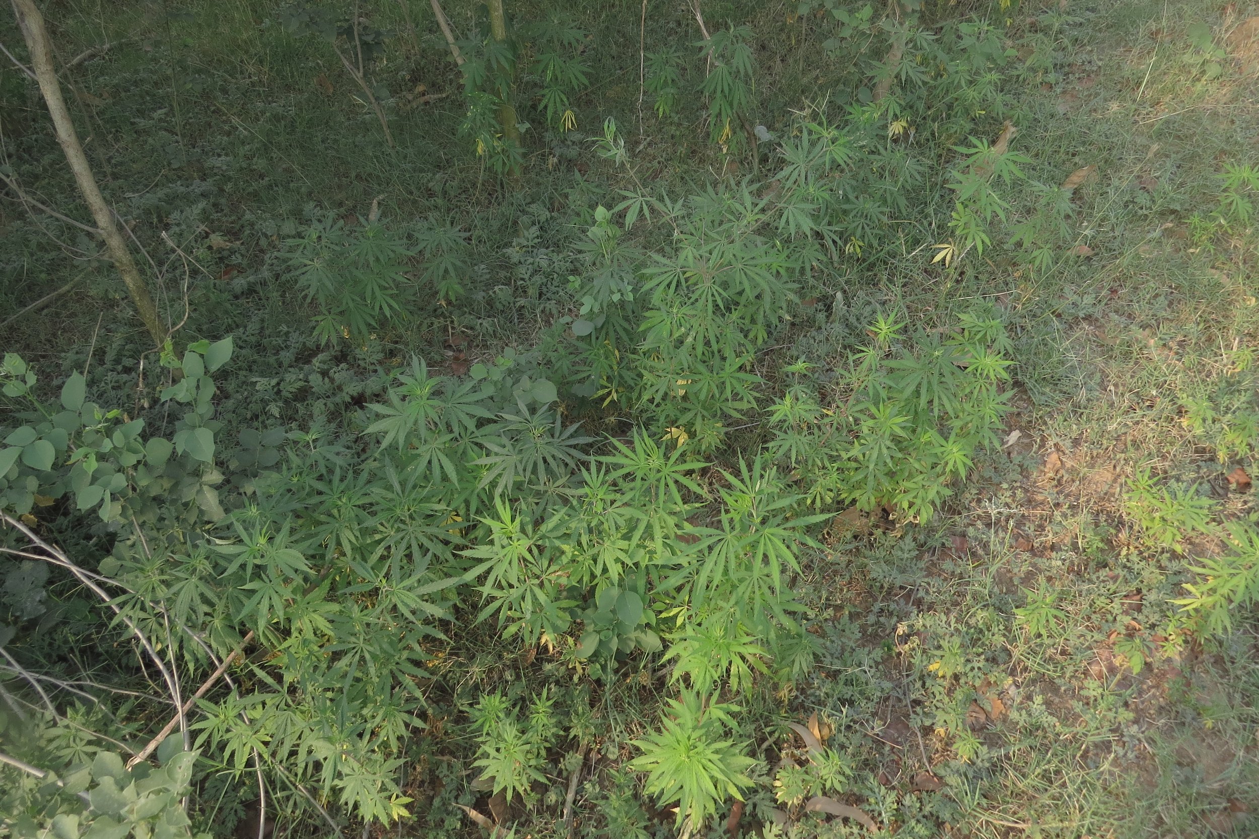 Stream - dense thickets of C. sativa