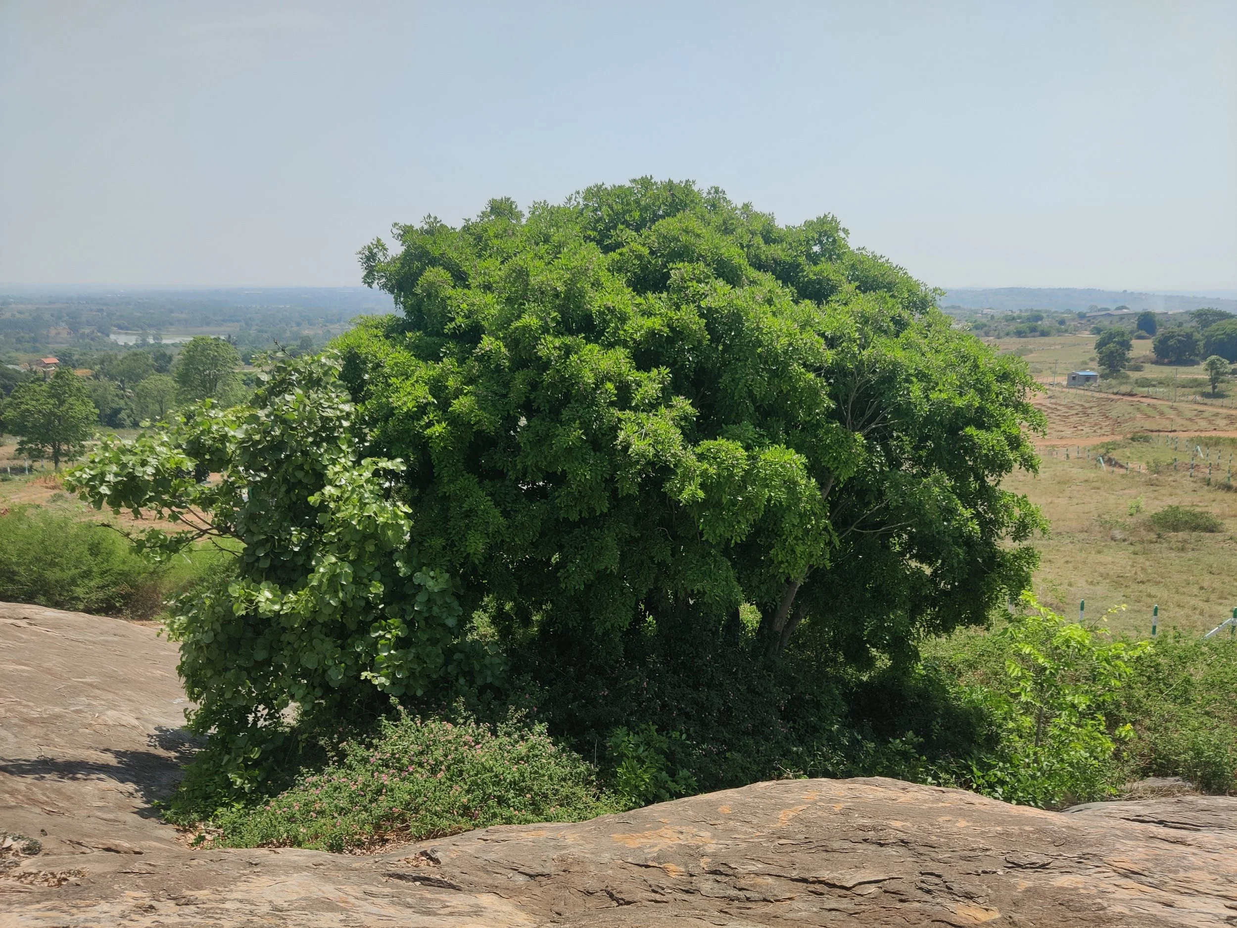 Dense grove on rock outcrop