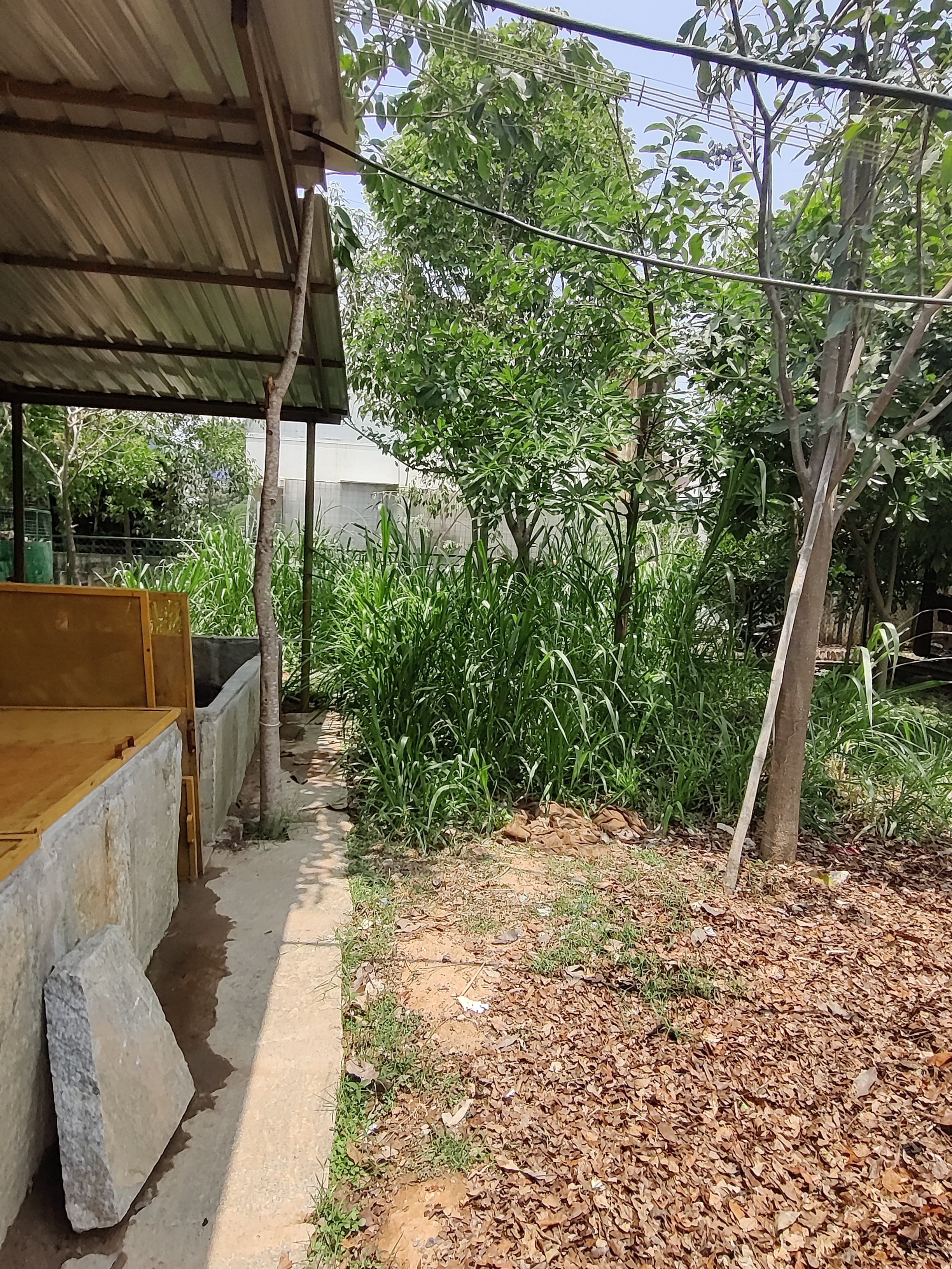 Fodder grown on site