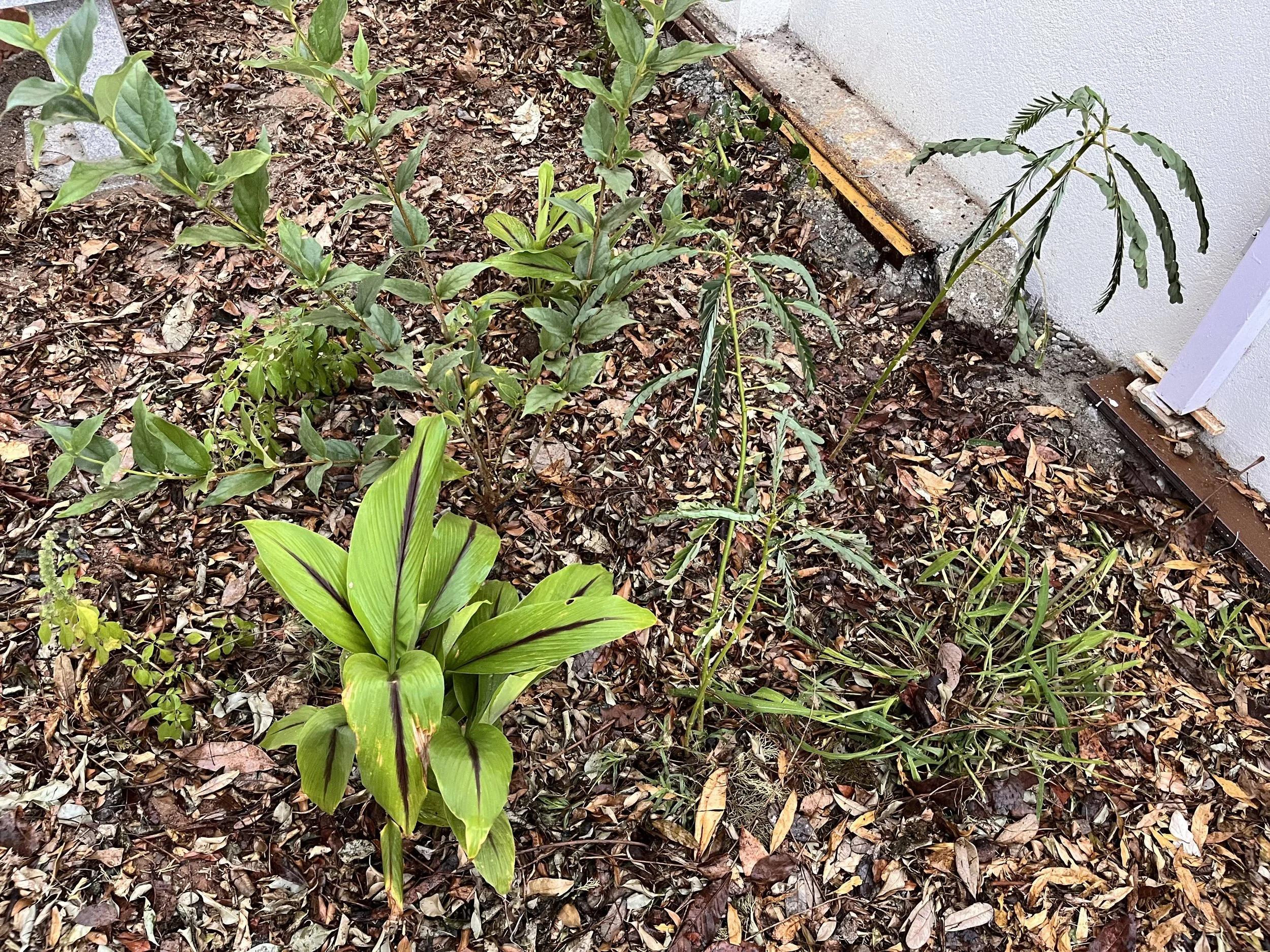 Front garden - planting
