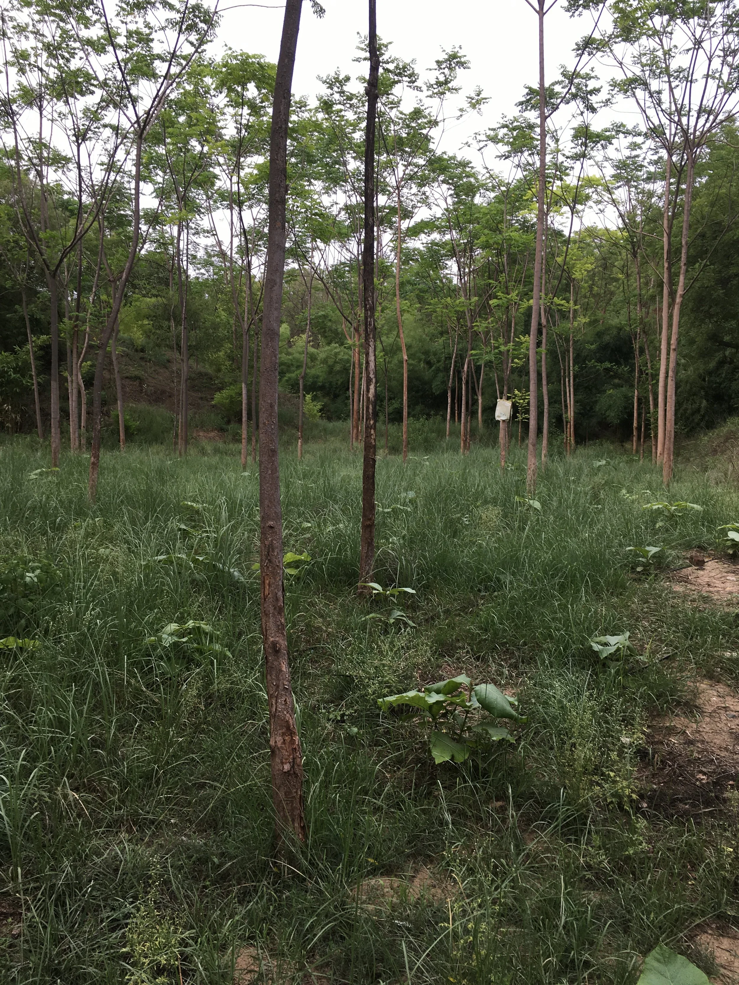 Melia dubia zone (seasonally inundated)