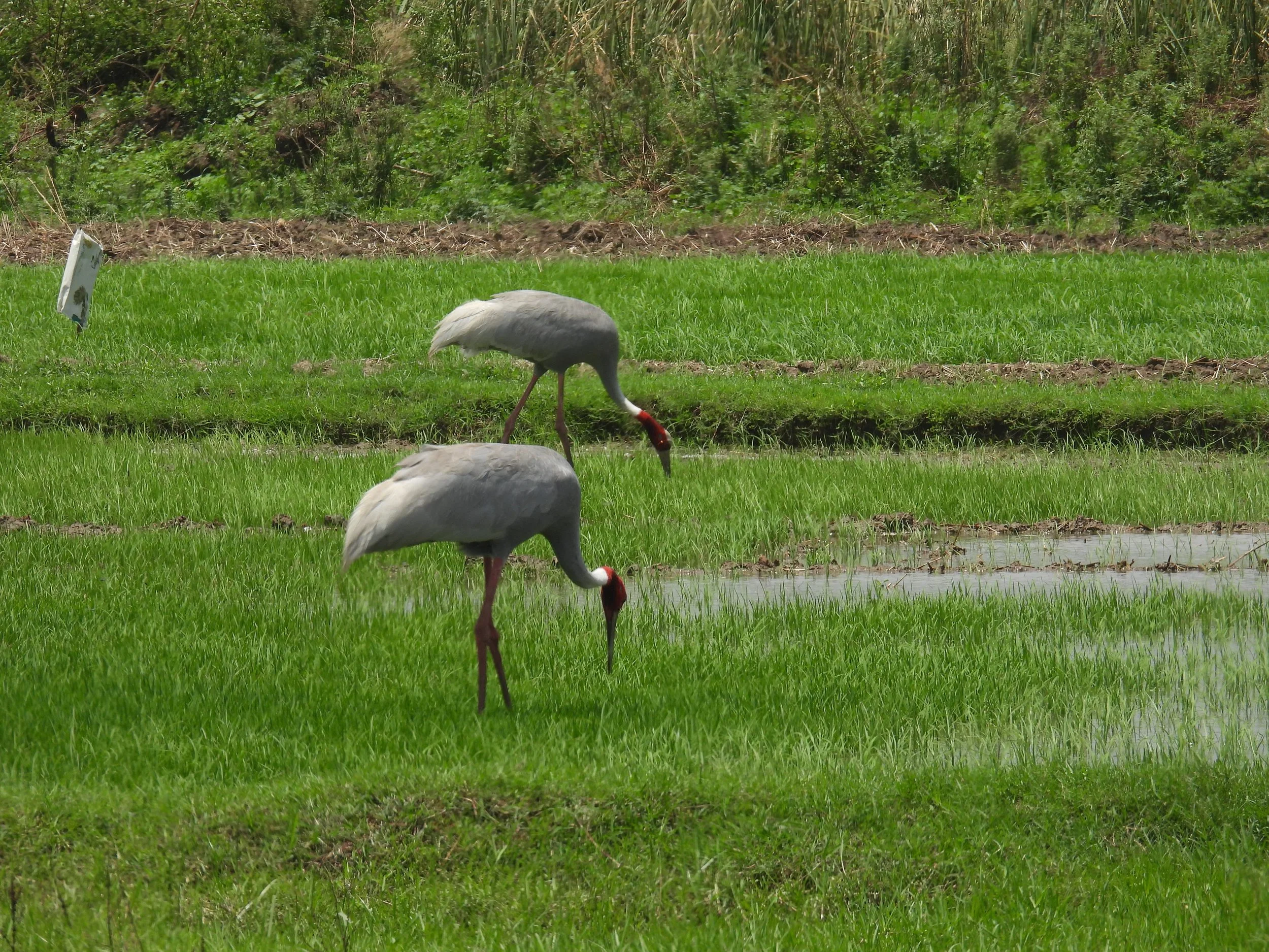 Sarus cranes (agricultural fields near site)