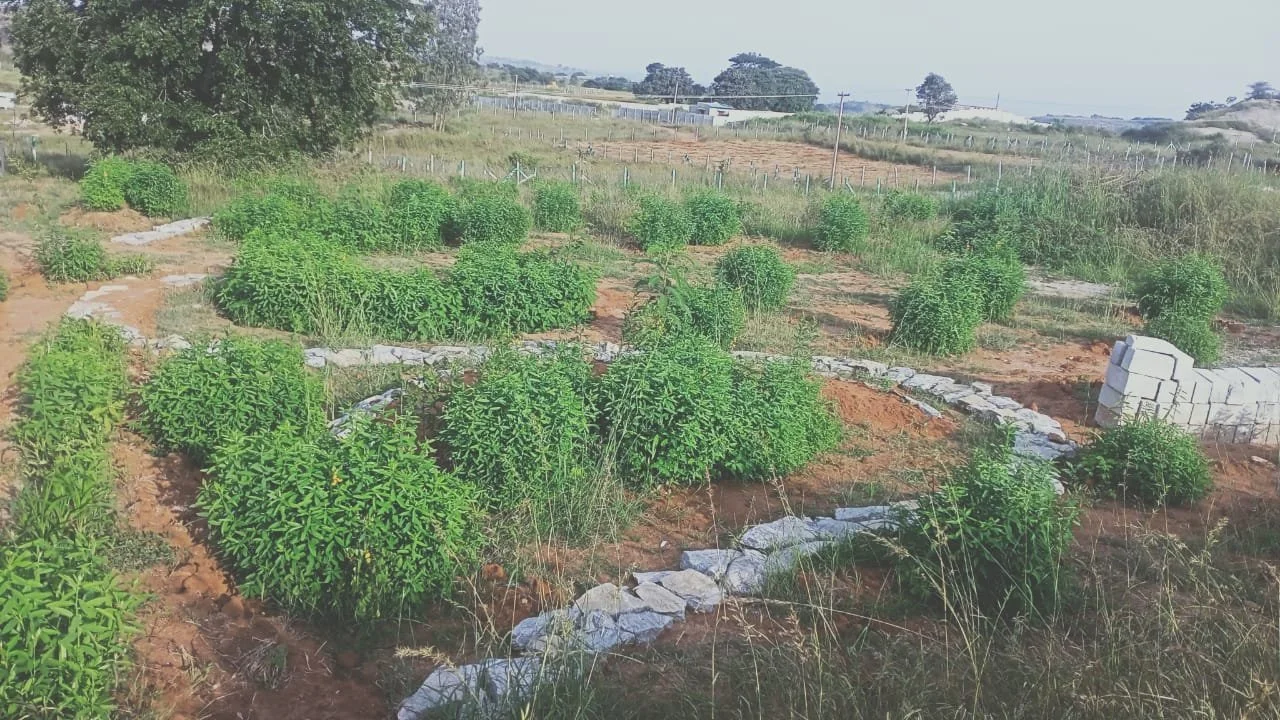 biomass species introduced (Pc credits caretaker)