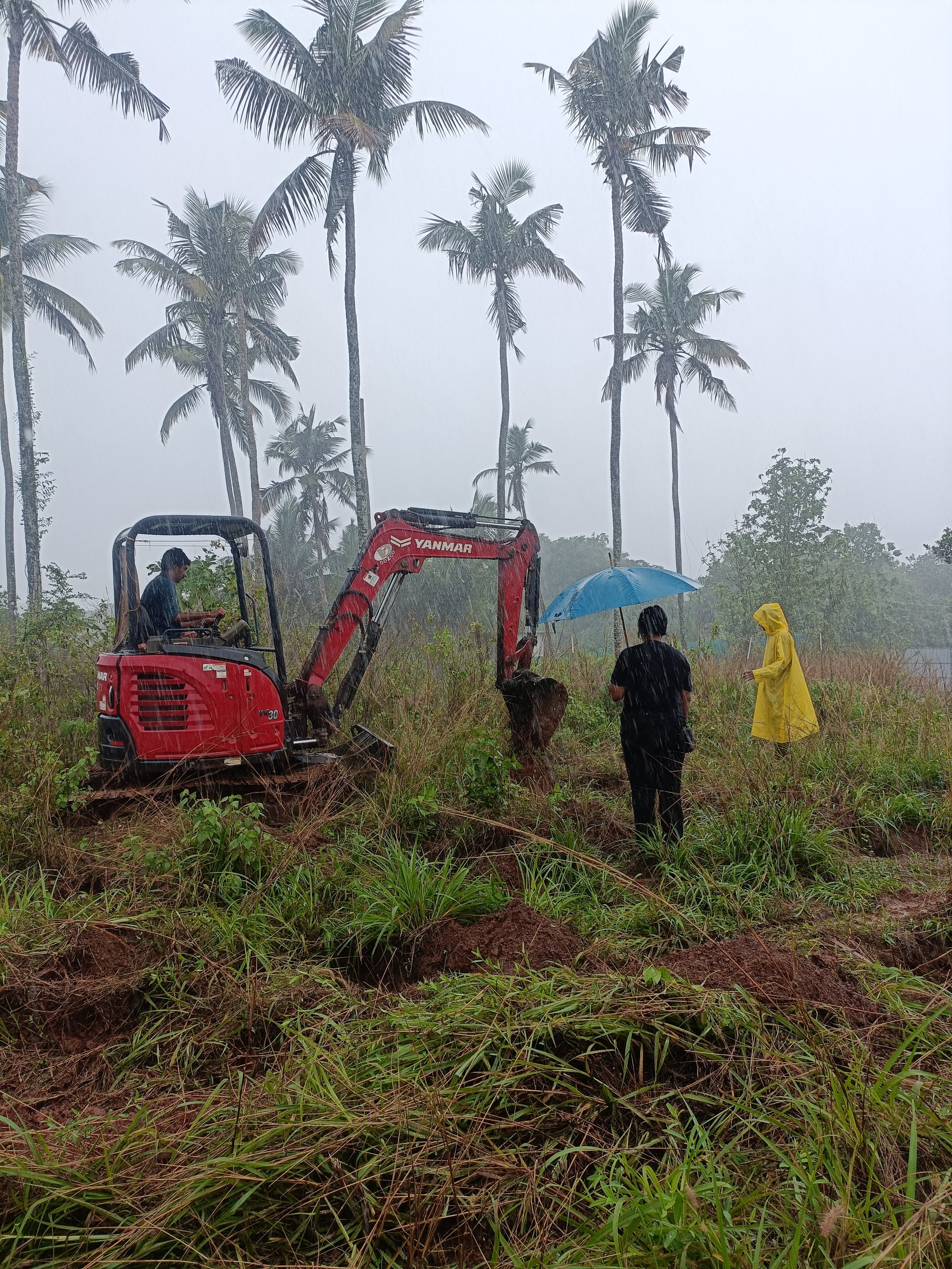 Planting of Food forest