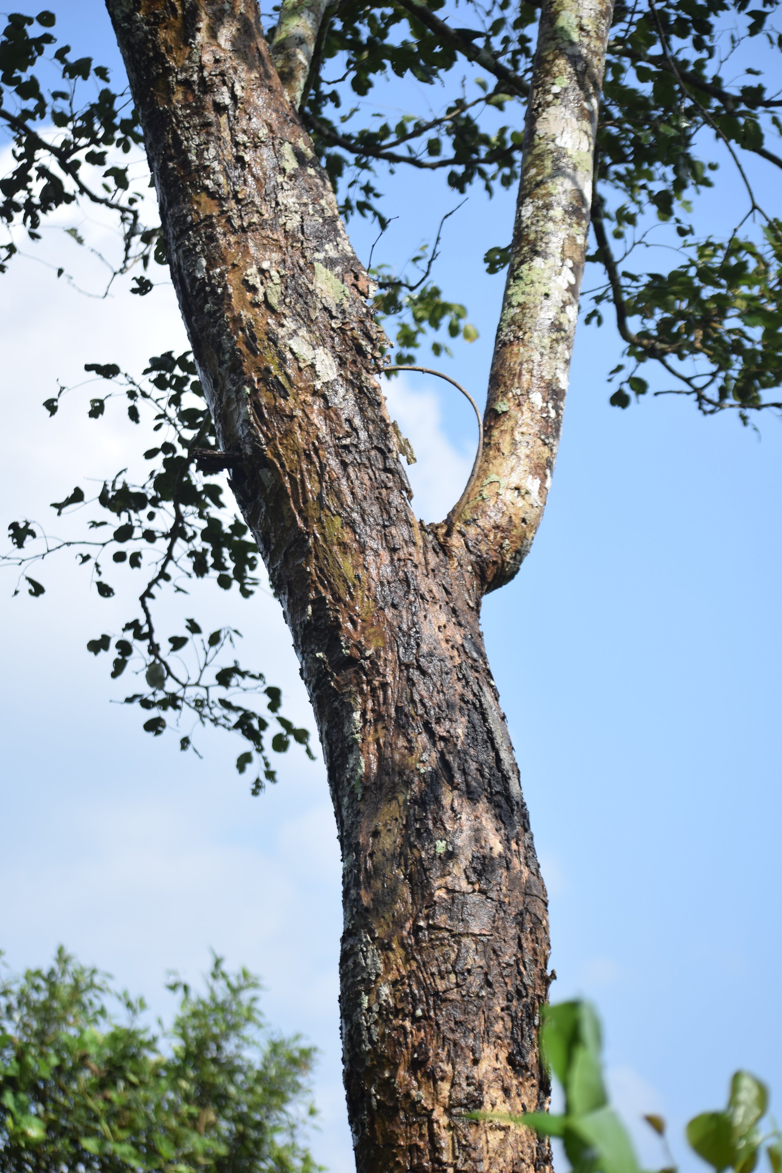 Dalbergia latifolia (Indian rosewood)