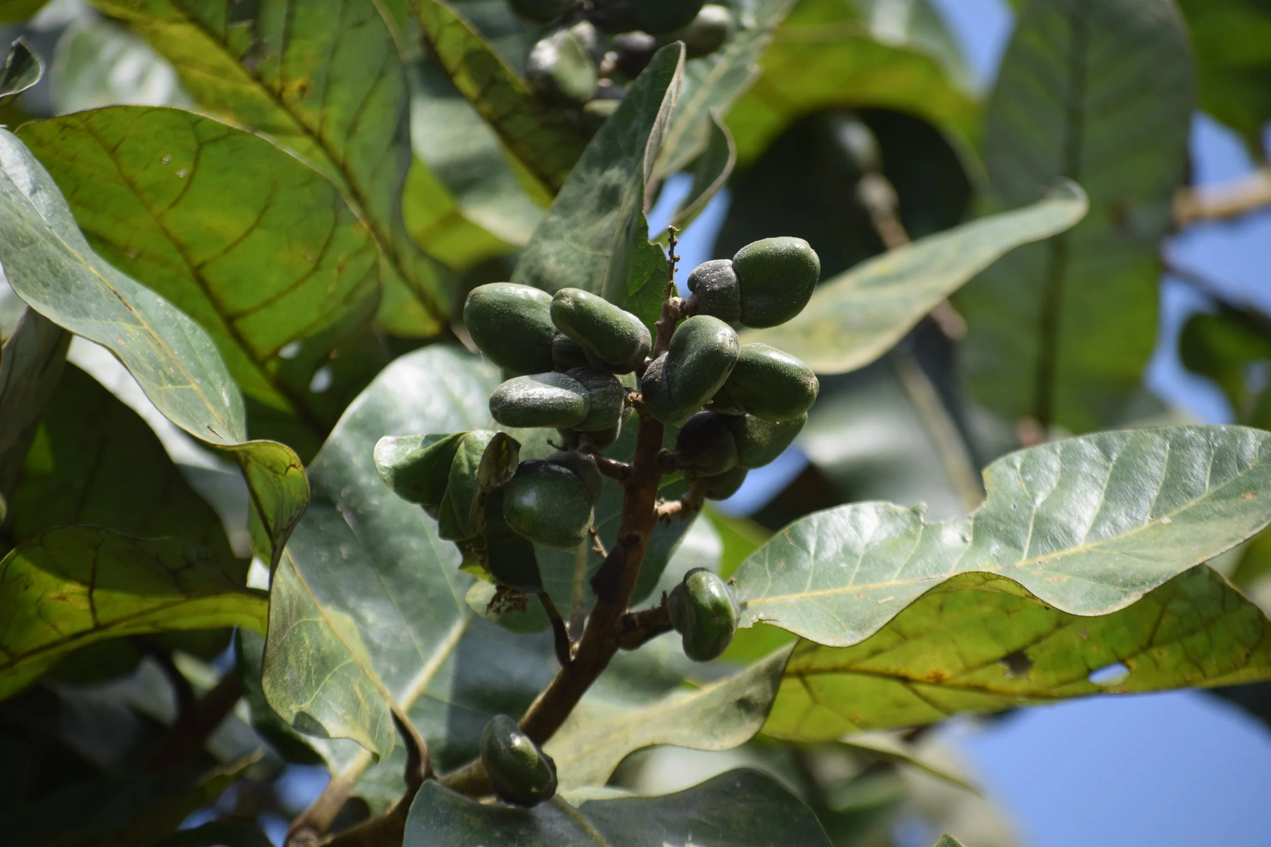 Semecarpus anacardium (Marking nut tree)