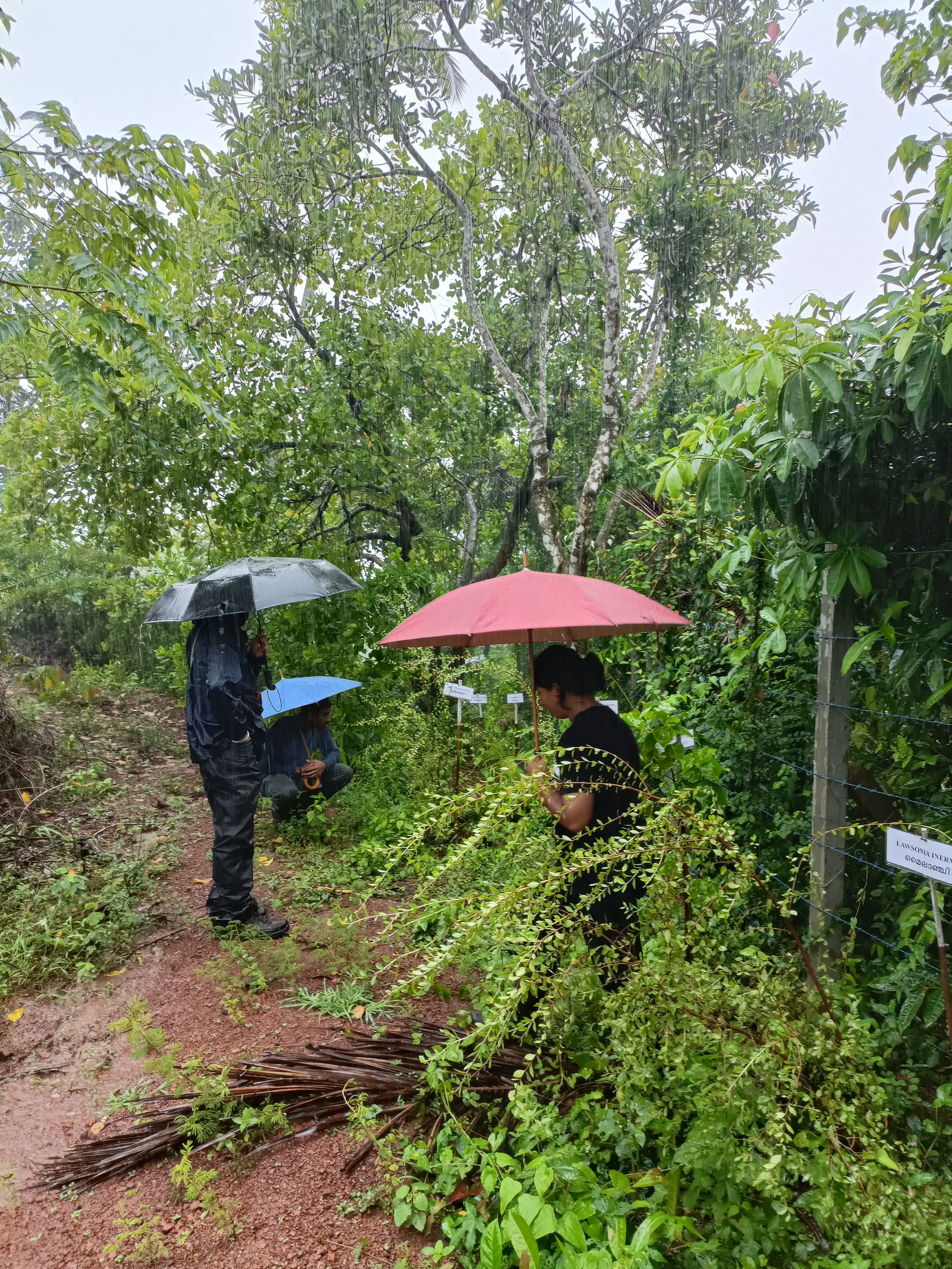 Living fence in 6 months (Lawsonia inermis)