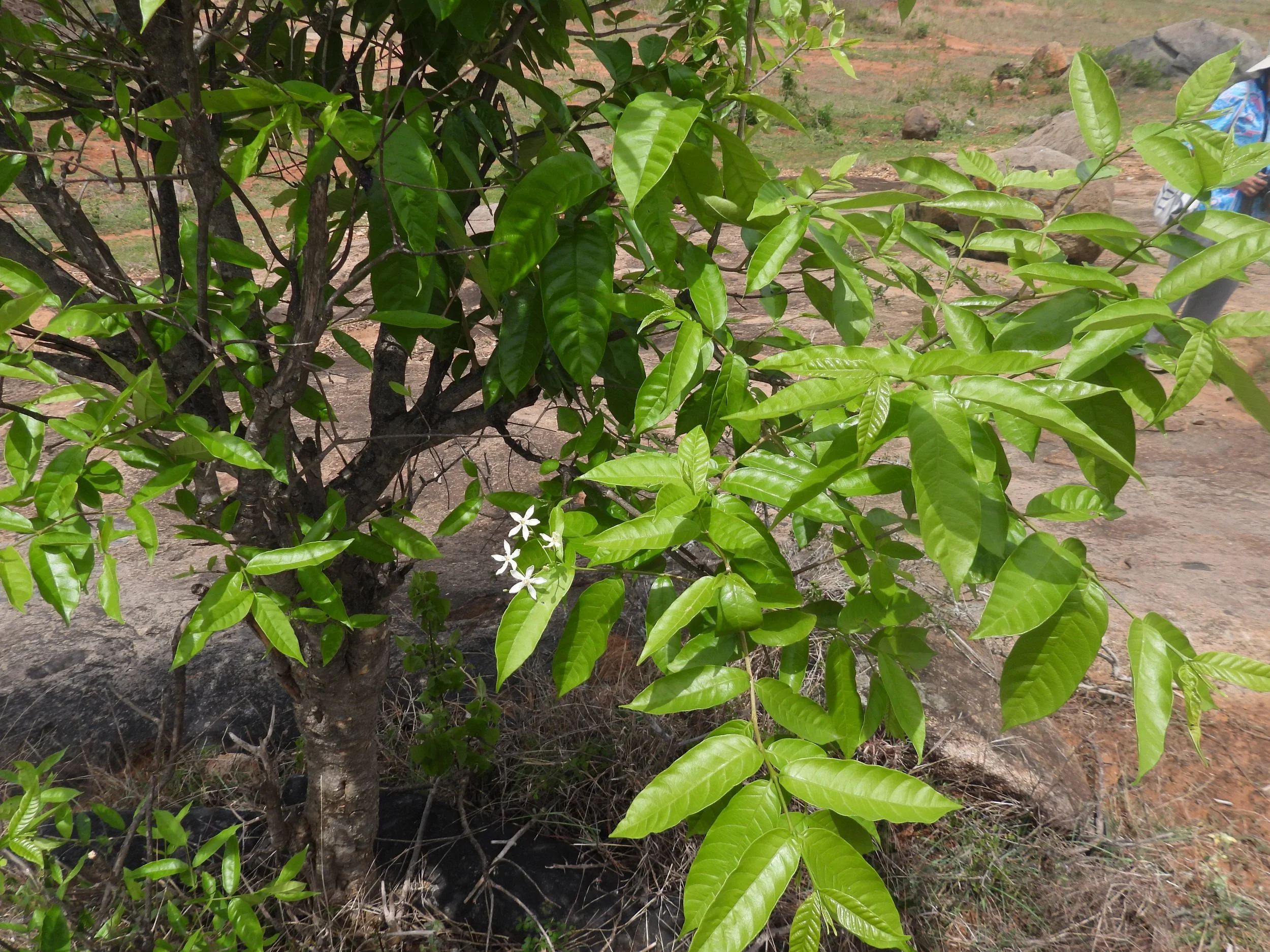 Dyer's Oleaner (Wrightia tinctoria)